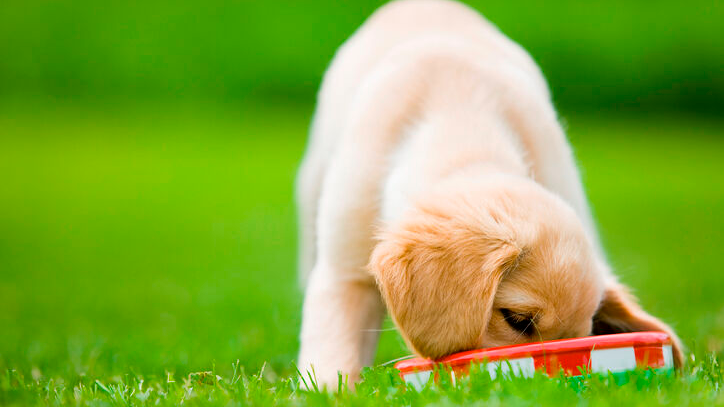 Anak anjing Golden Retriever sedang makan