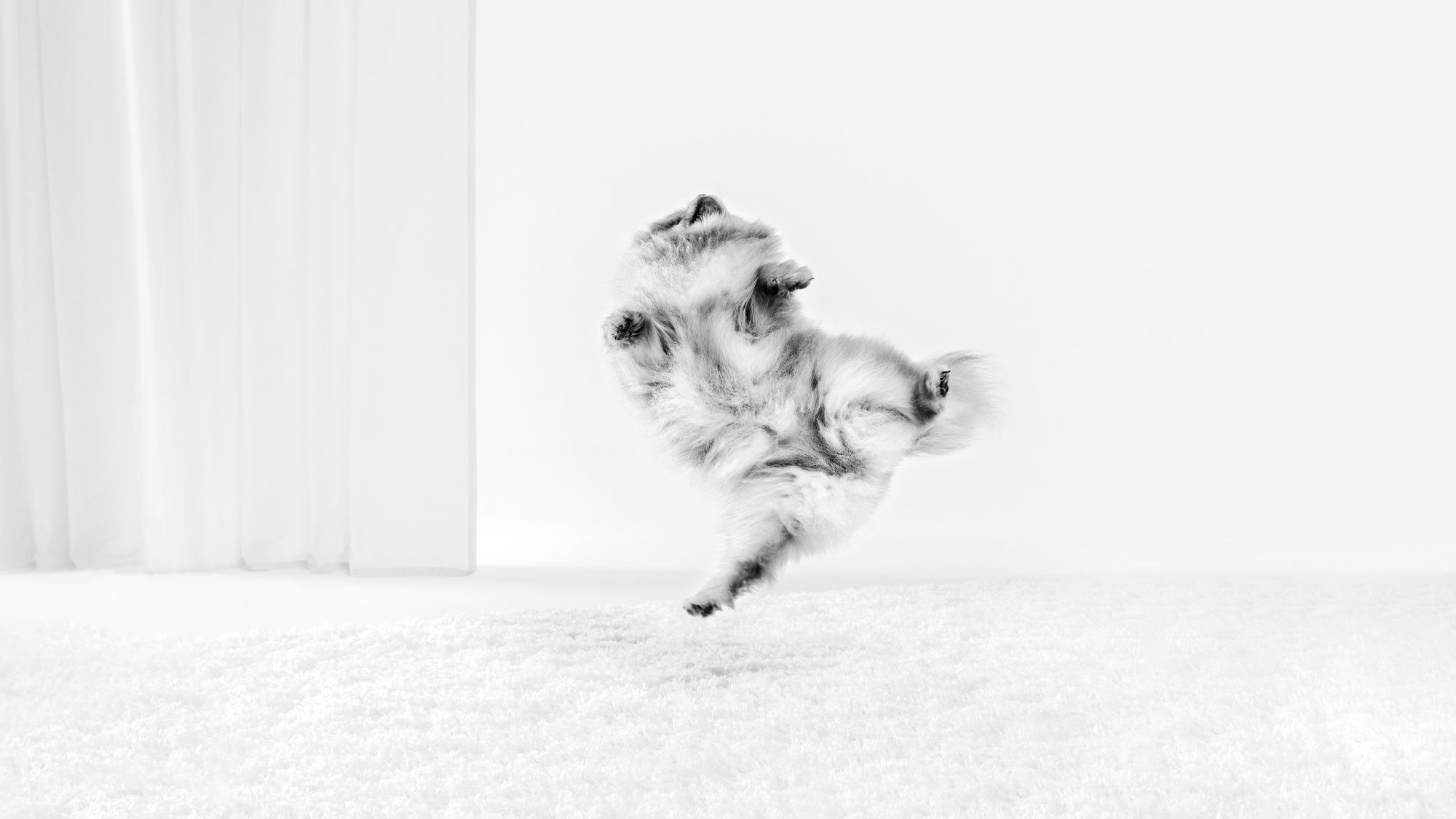 Black and White unique Pomeranian jumping indoors