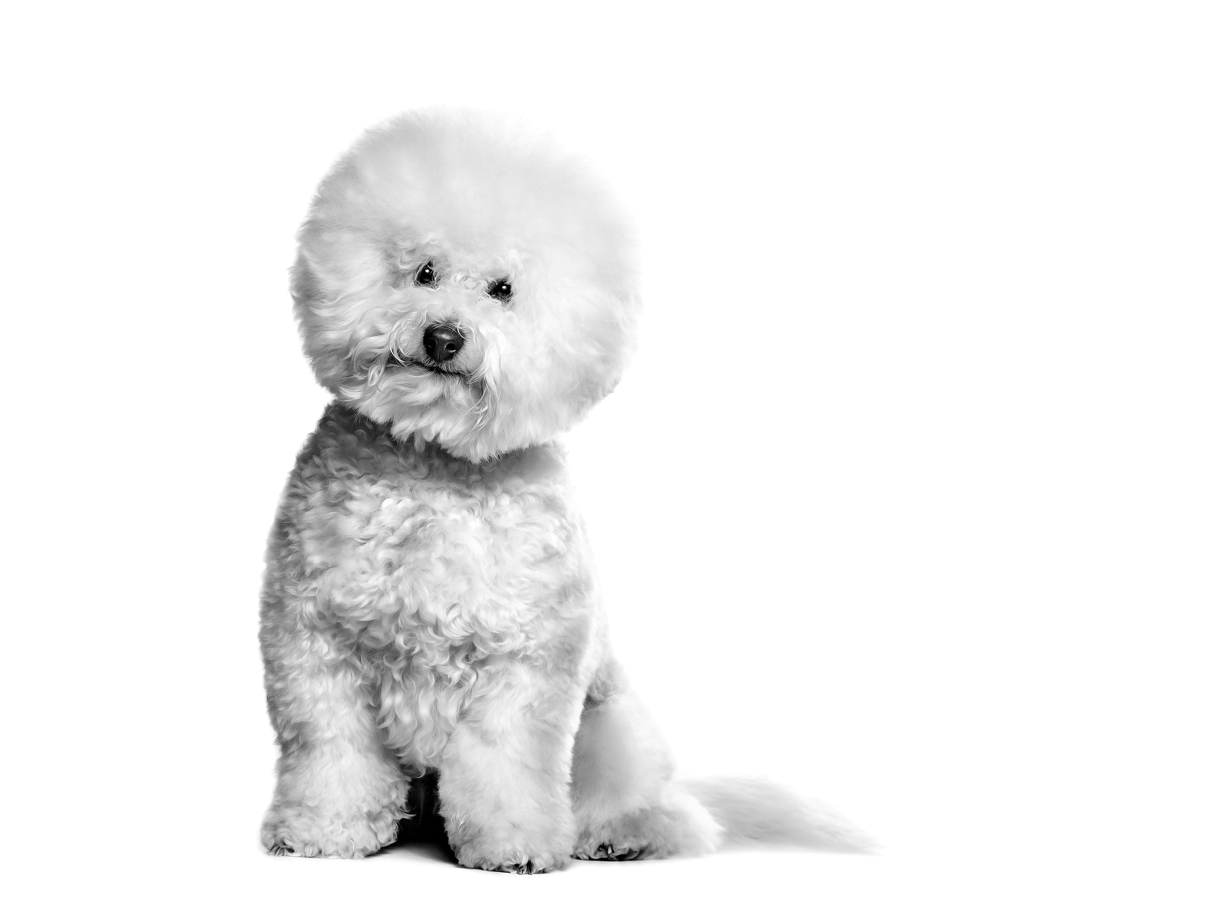 Zwart-wit portret van een zittende Bichon Frisé