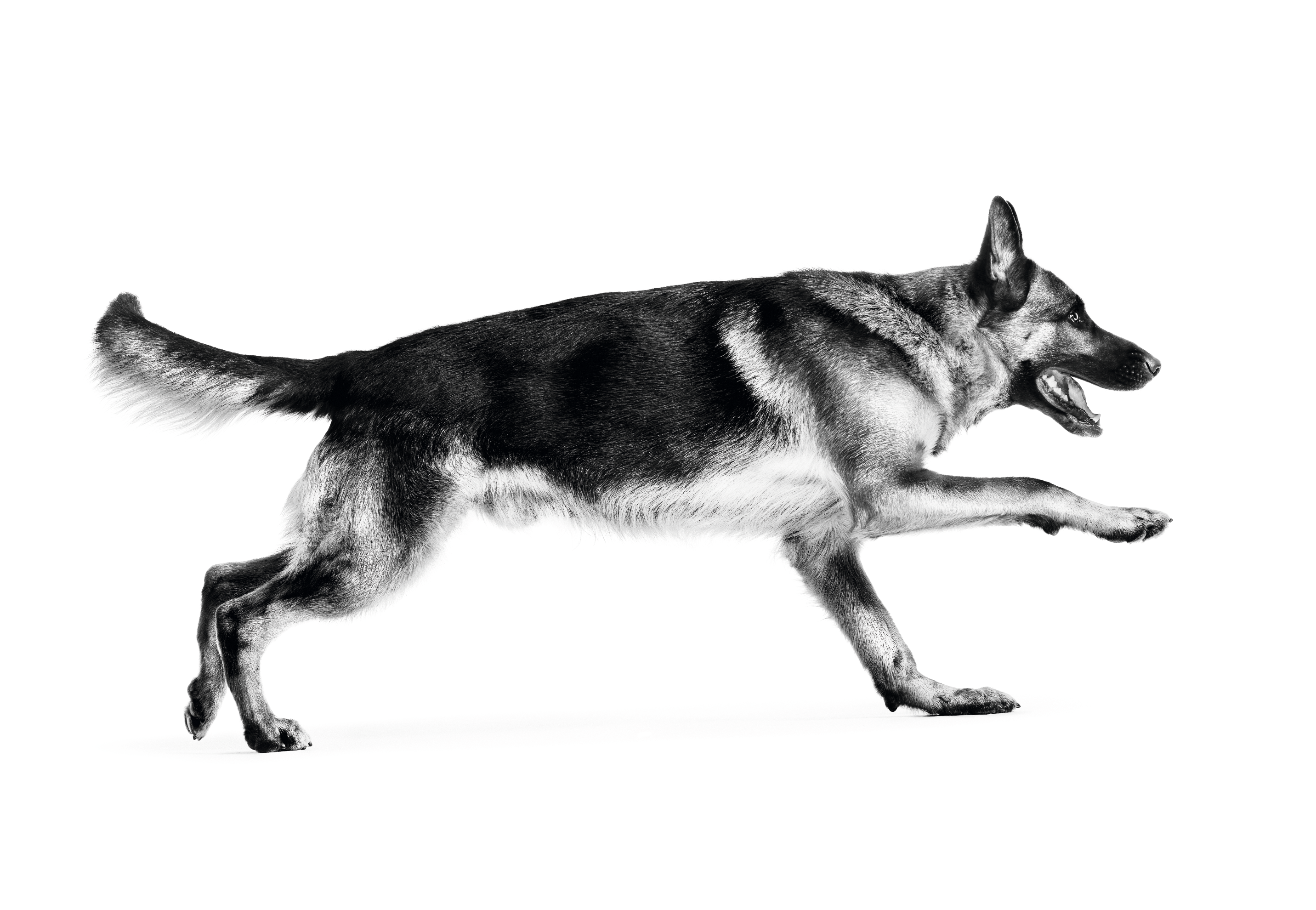 Pomeranian adult laying in black and white on a white background