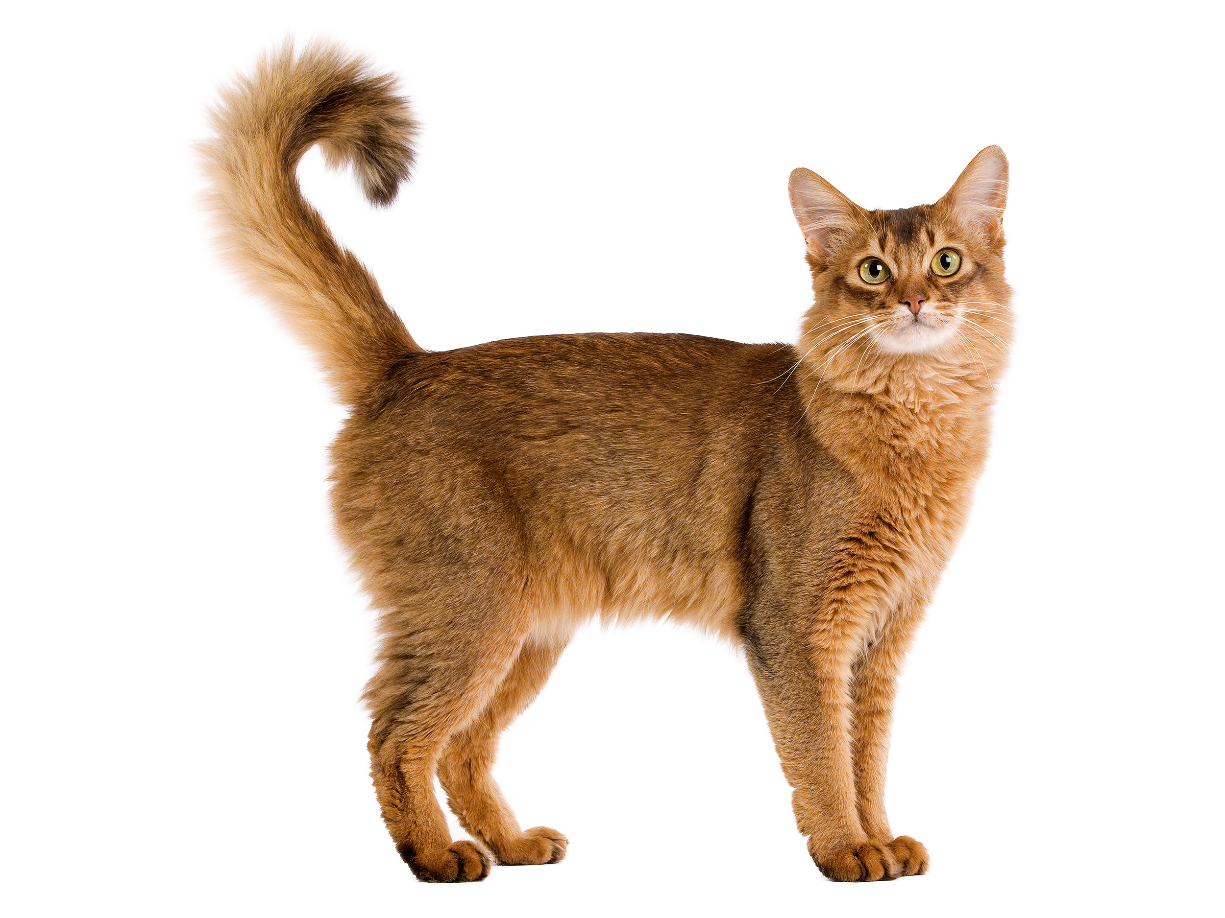 Adult Somali cat sitting in black and white on a white background