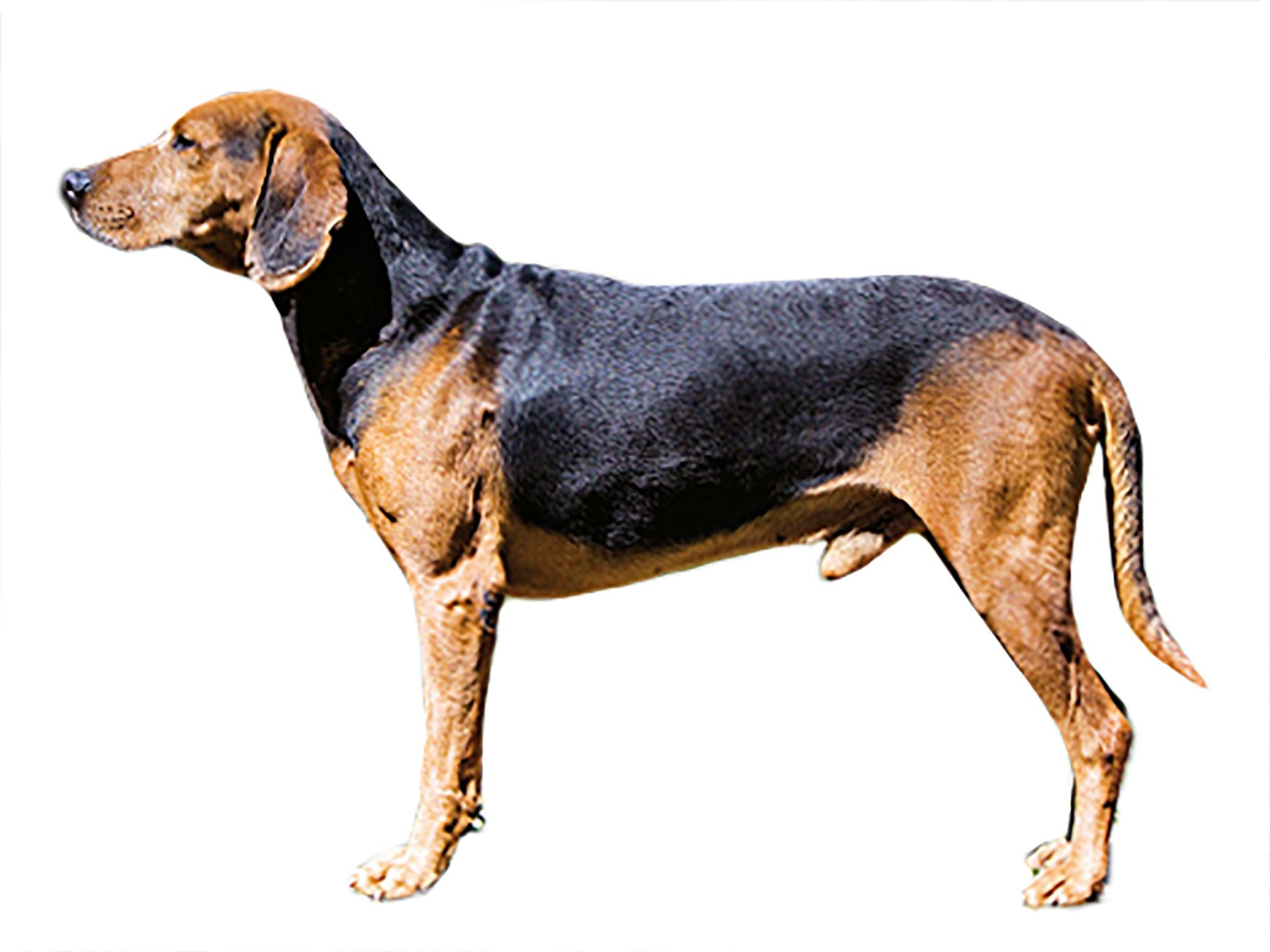 Serbian Hound adult standing