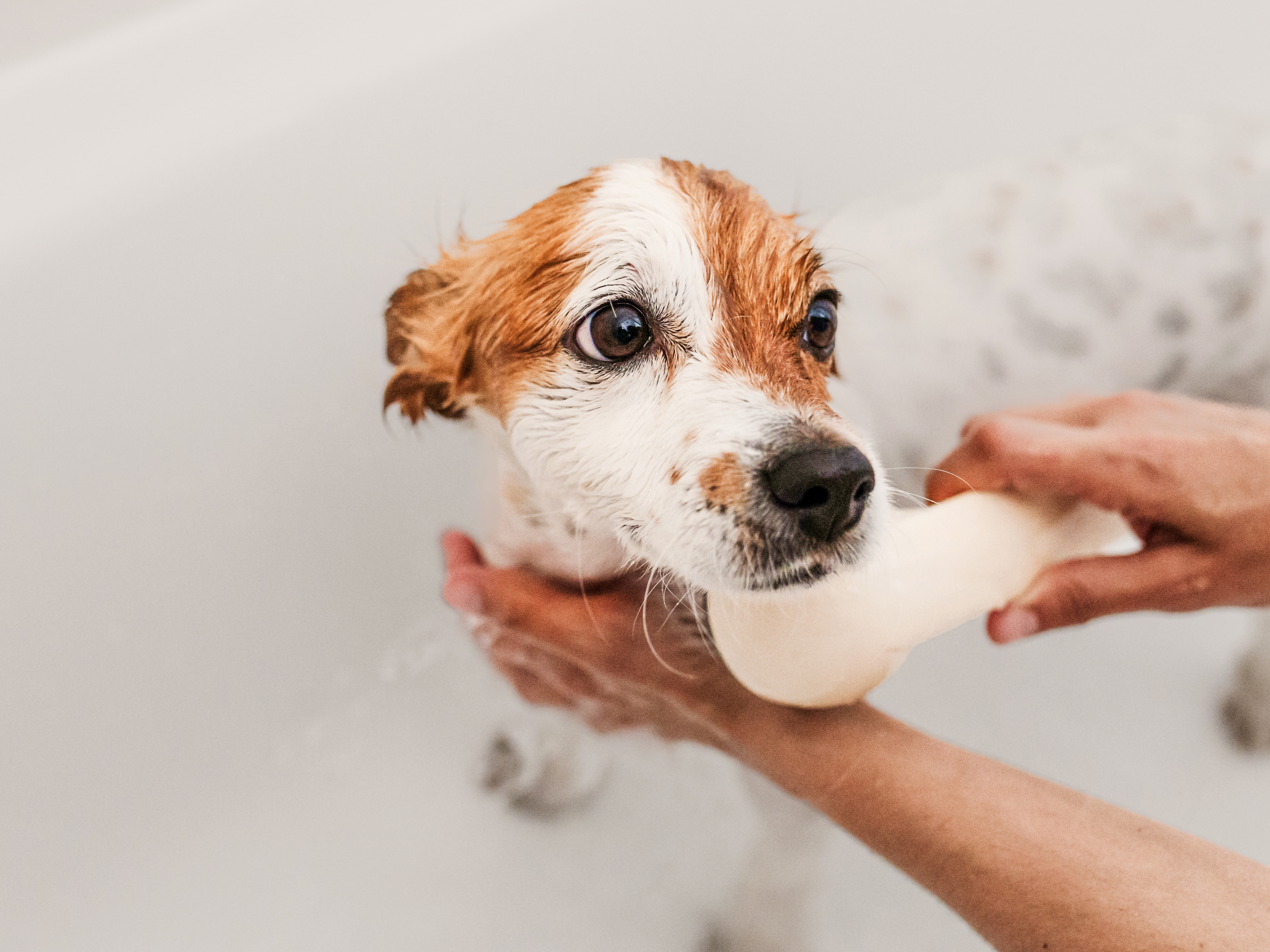Jack Russell Terrier puppy being rinsed in a bath