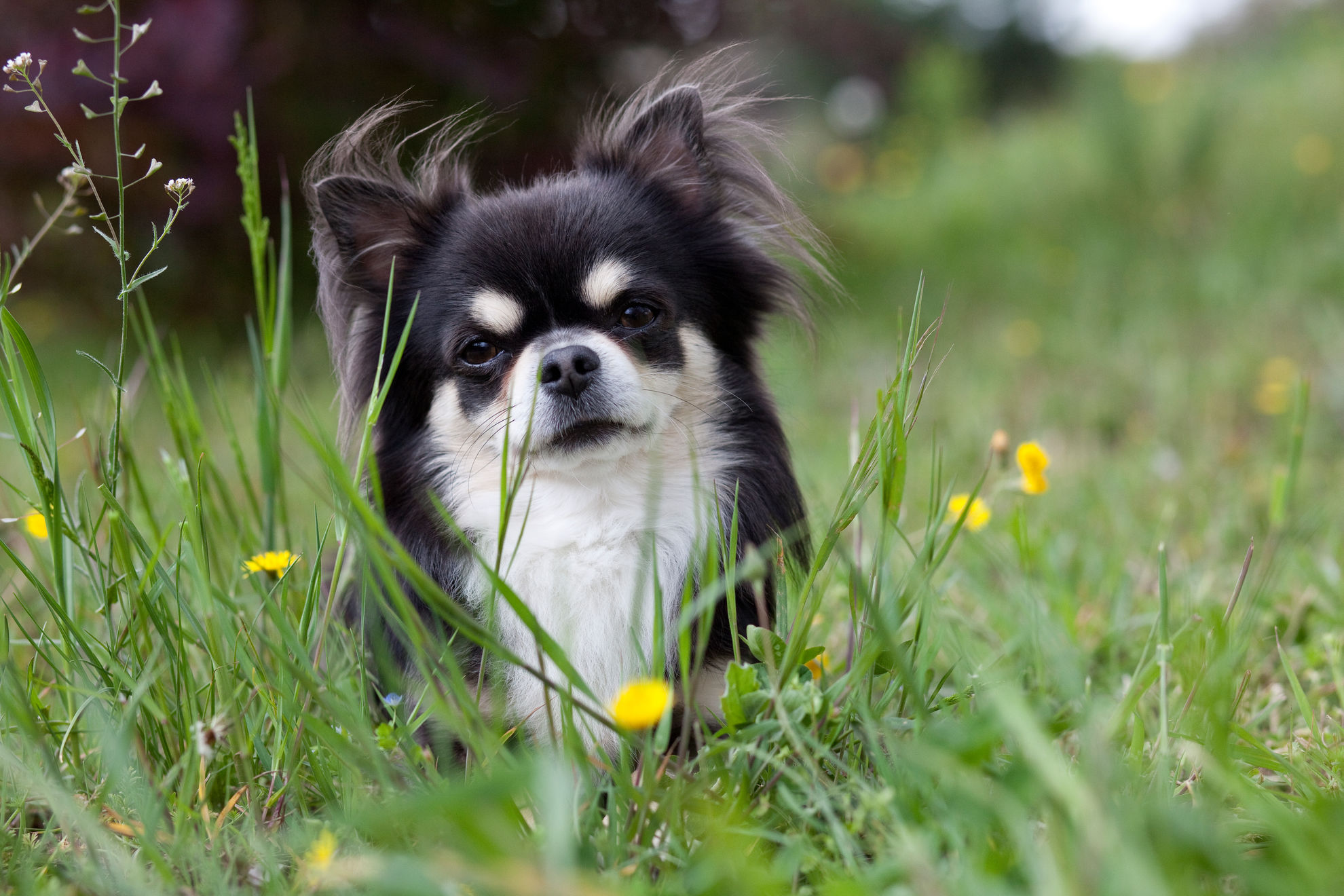 Выгул собак: как часто и сколько времени гулять с собакой | Royal Canin UA