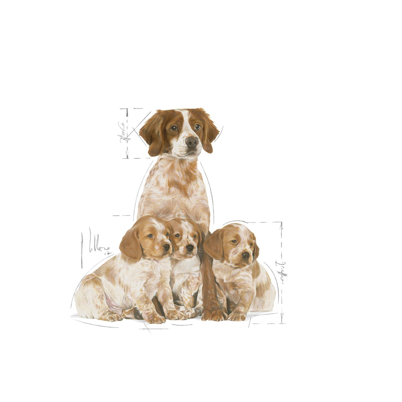 royal canin medium mother and baby dog