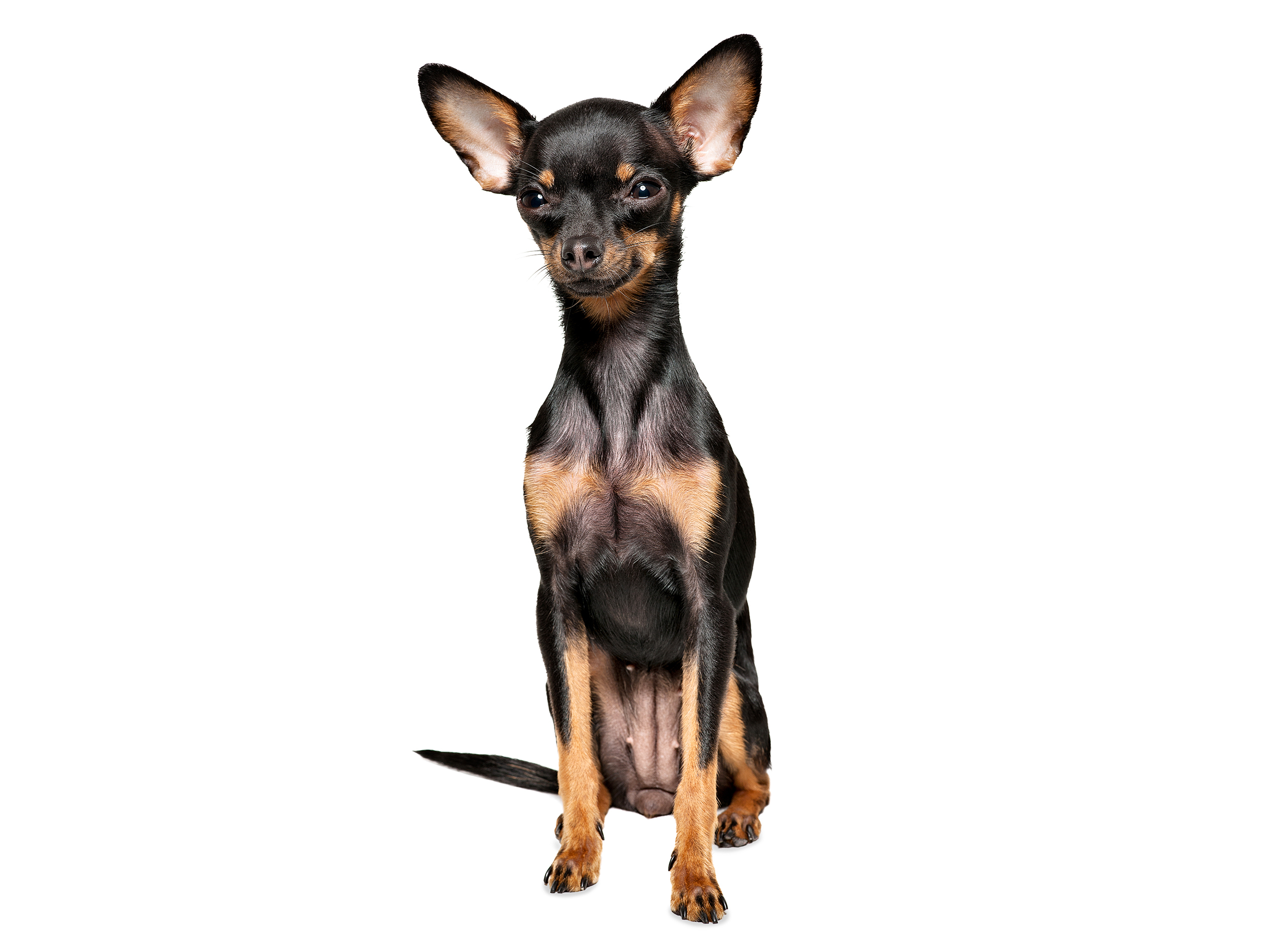 English Toy Terrier in black and white on a white background
