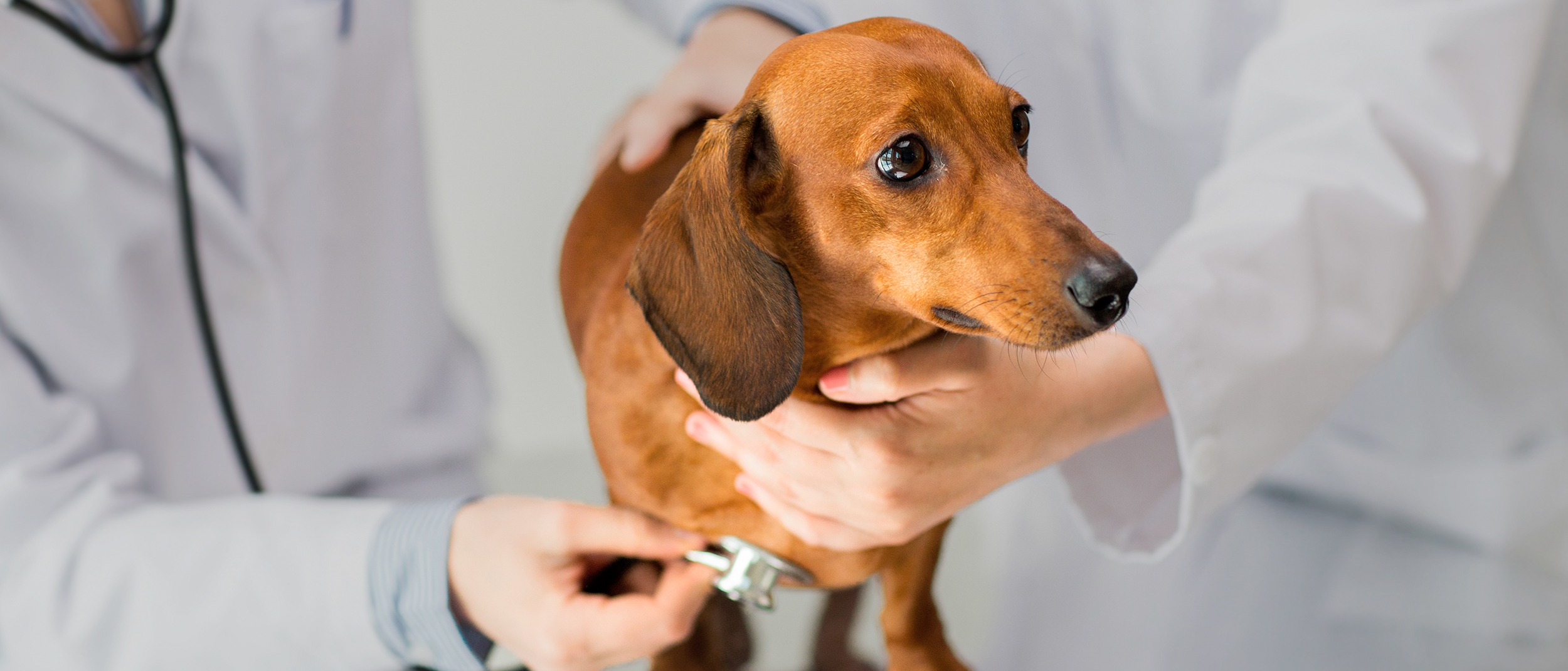 should my dog get lepto vaccine