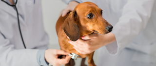Young Dachshund standing on an examination table in a vets office.