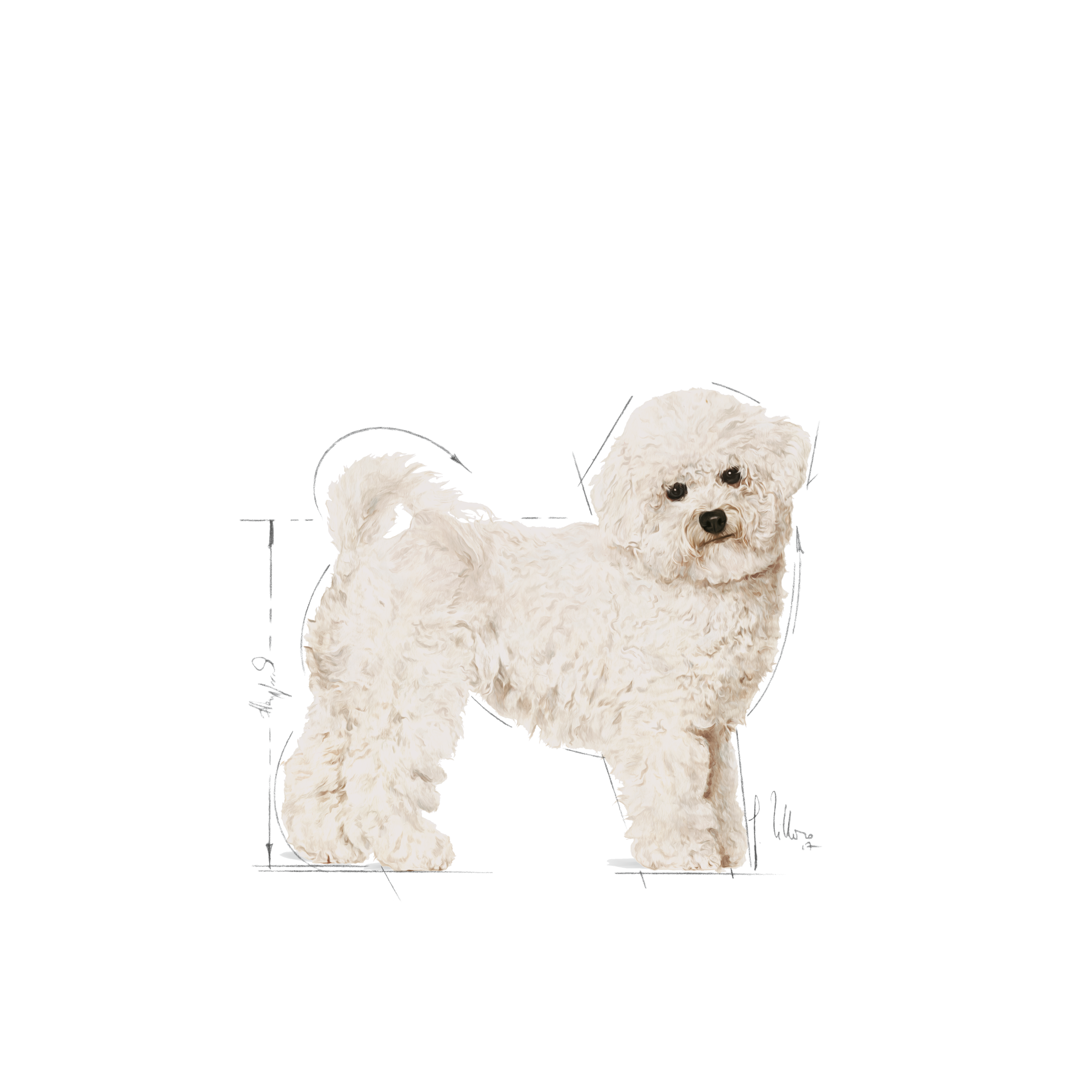 Bichon Frise Adult