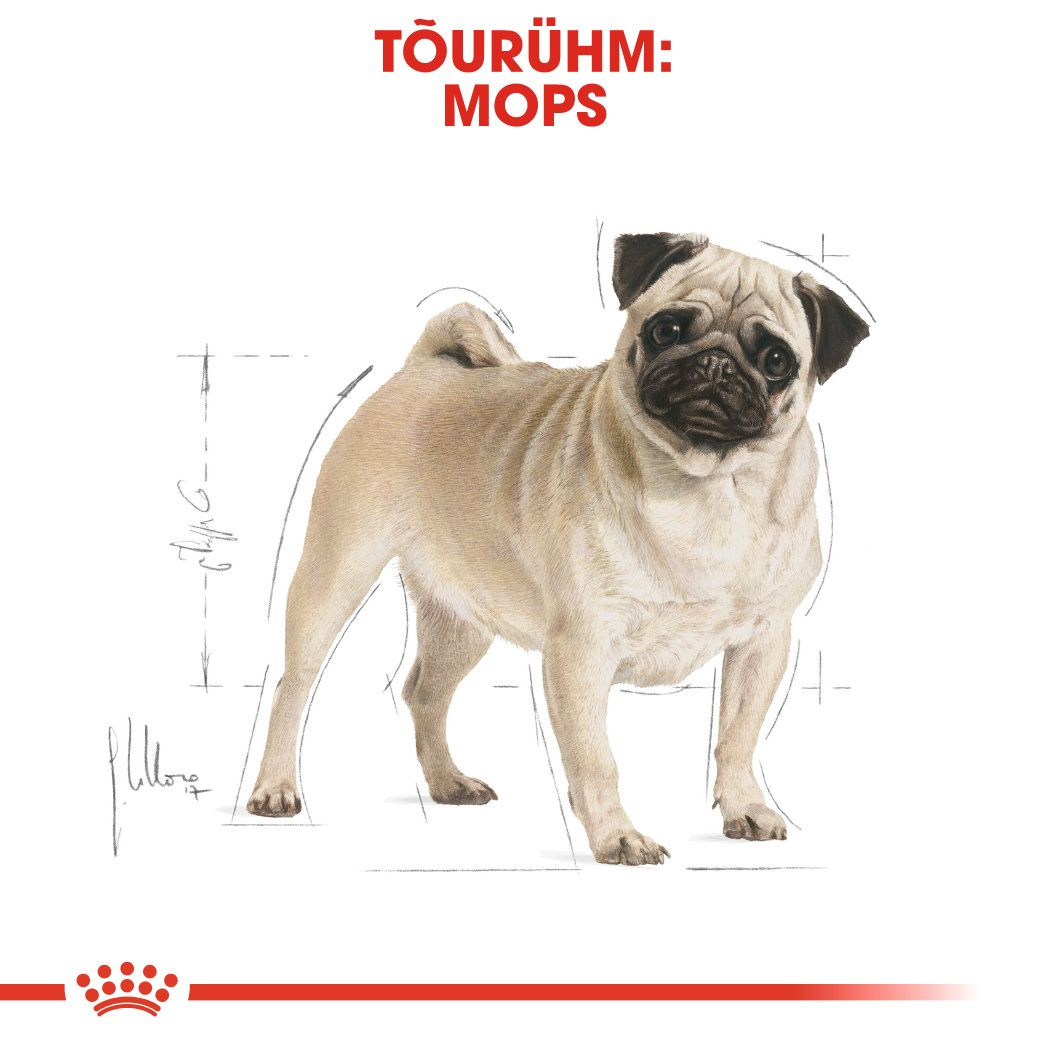 Royal Canin Pug Adult kuivtoit