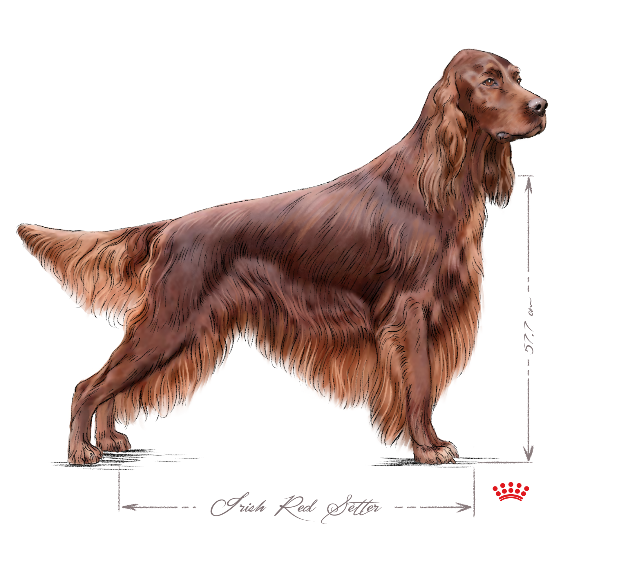 Irish Red Setter adult black and white