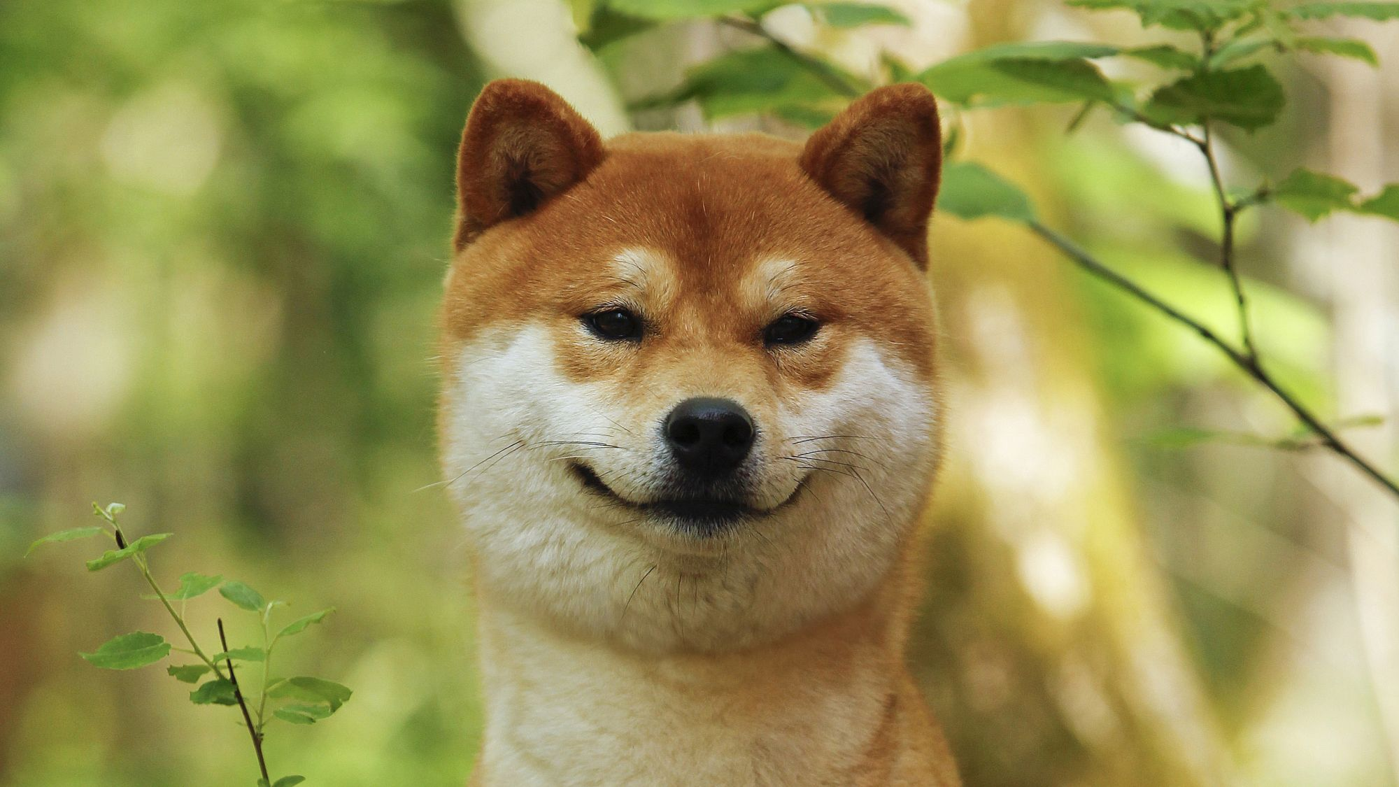nærbillede af en shiba inu-hund, der kigger ind i kameraet