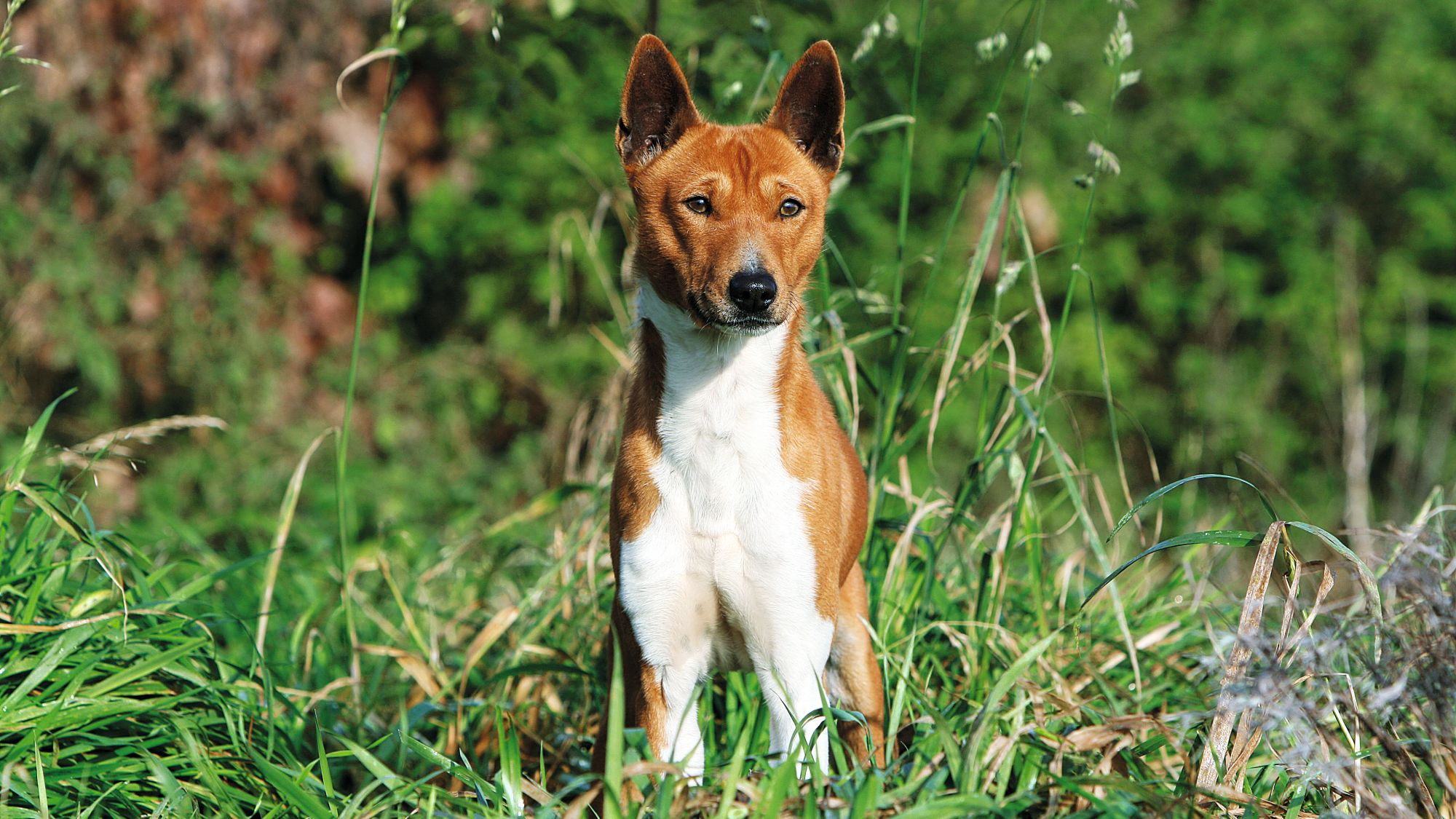 Basenji sentado en la hierba alta