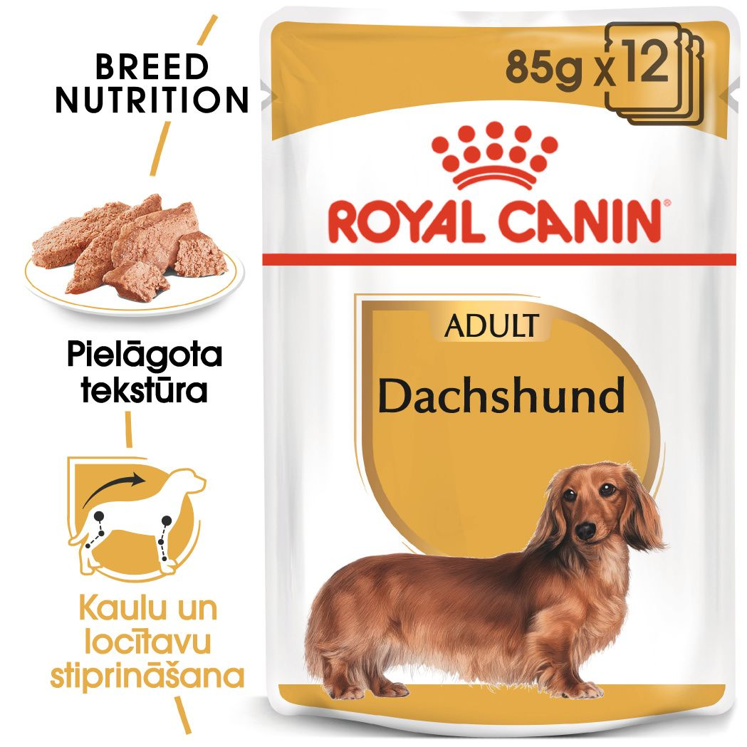 Dachshund