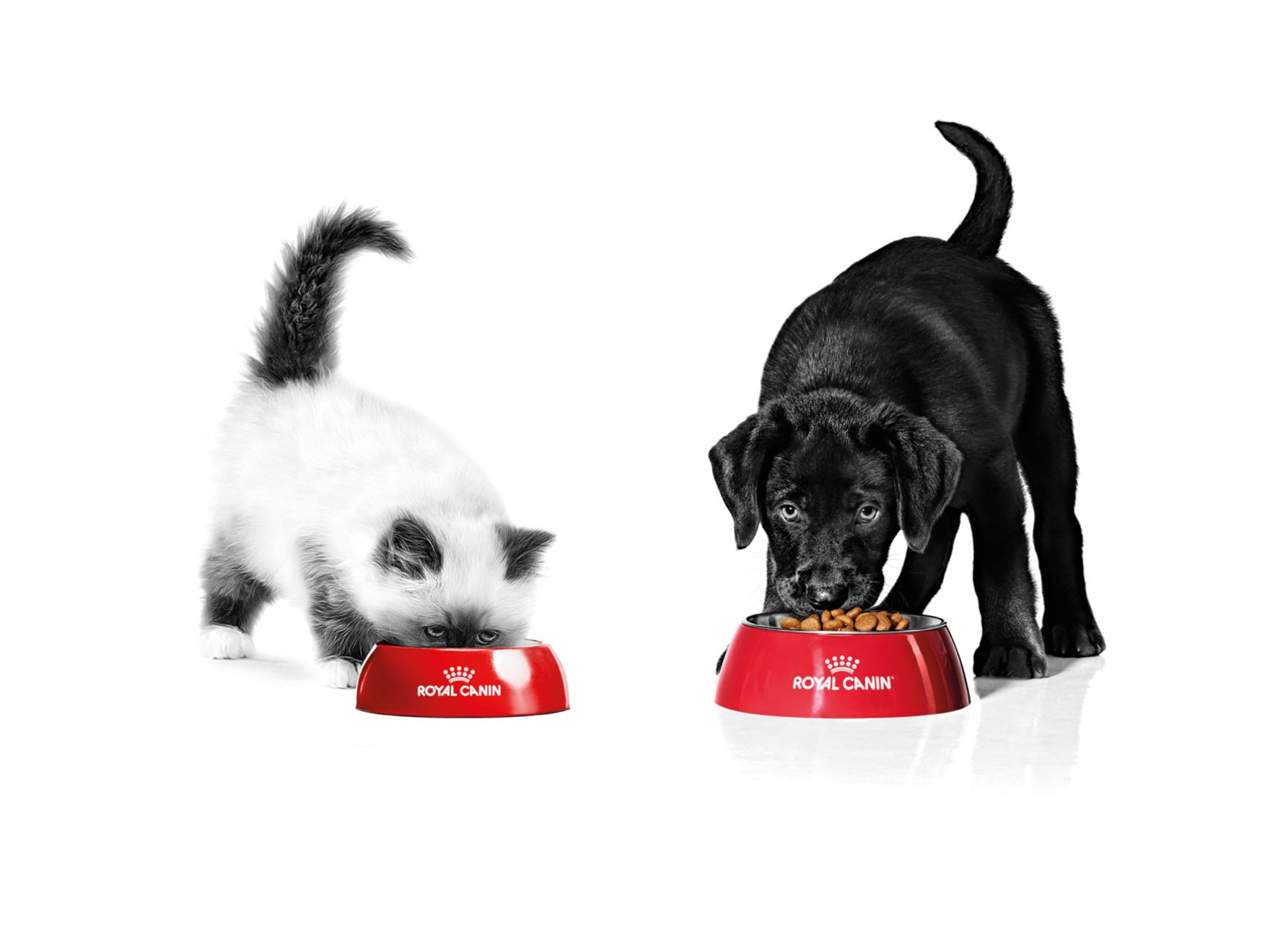 Kitten & Puppy eating in a Royal Canin bowl