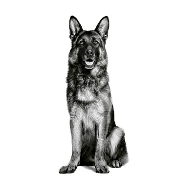 German Shepherd adult in black and white