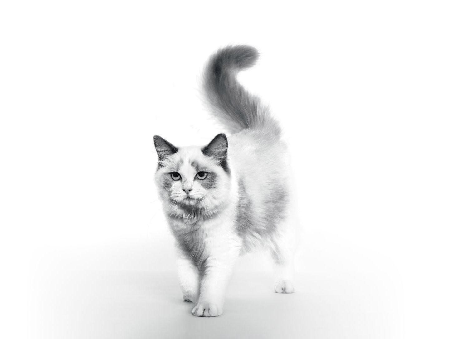 URINARY 2024 - UMBRELLA & FIC - B2B, B2B2C, B2C - EMBLEMATIC RAGDOLL CAT 