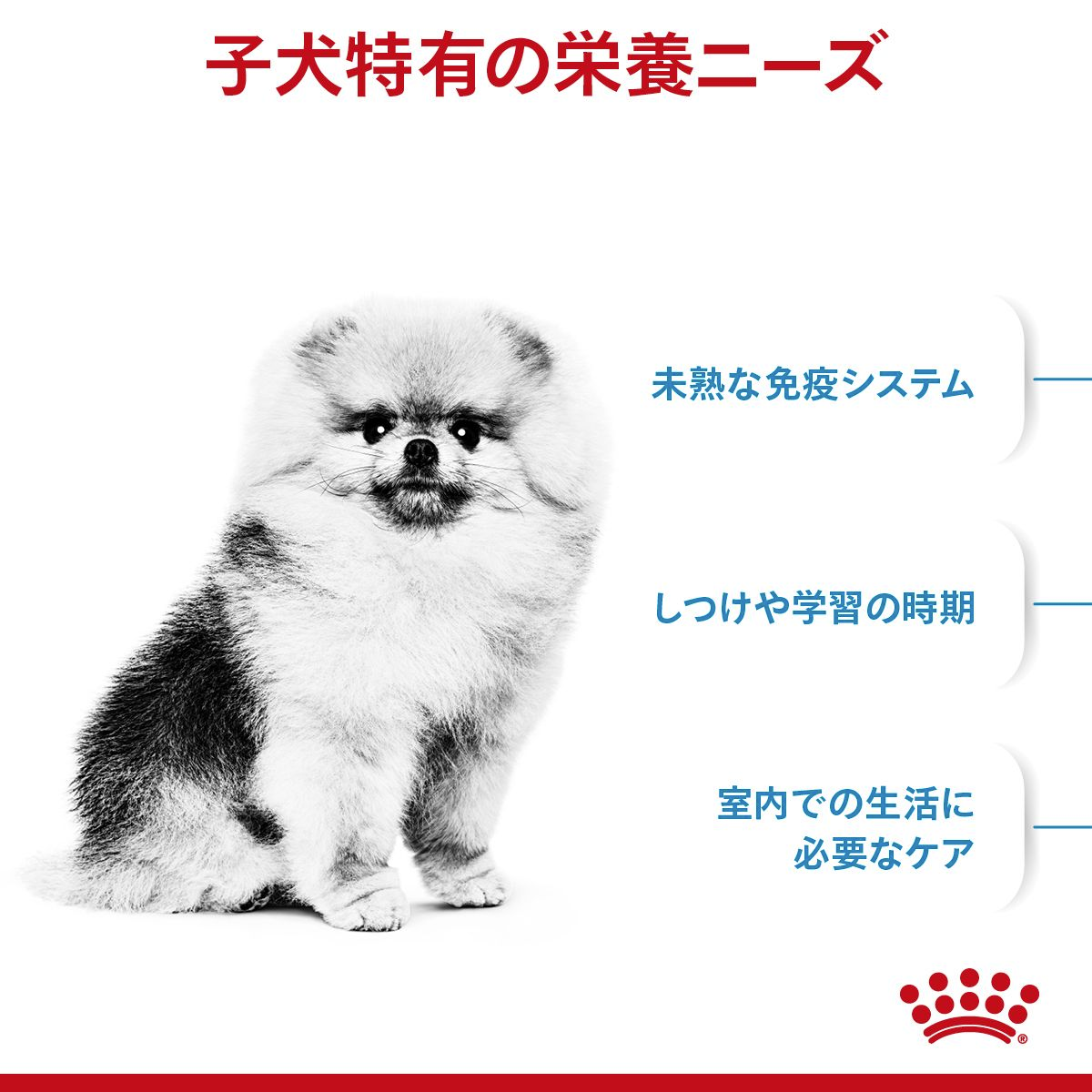 ロイヤルカナン ミニインドアパピー 800g（3182550849364）｜犬