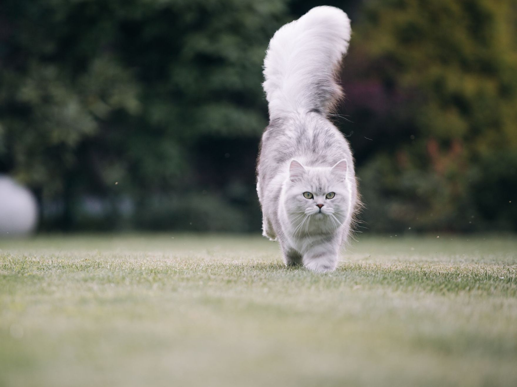 Gato británico de pelo largo corriendo