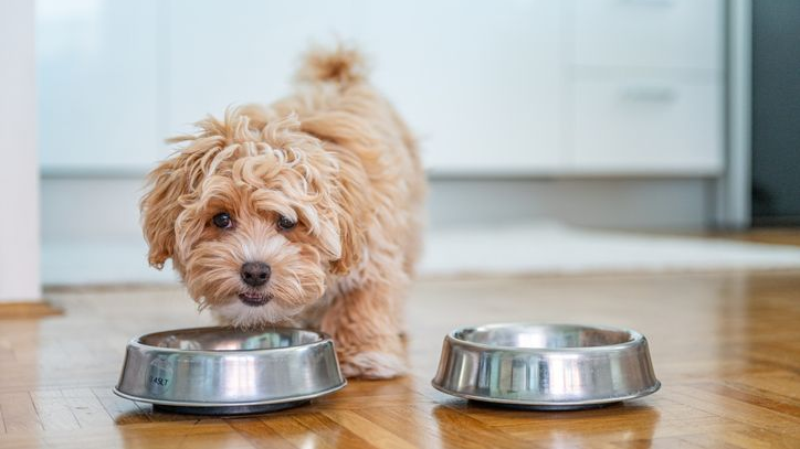 Küçük maltipoo yavrusu