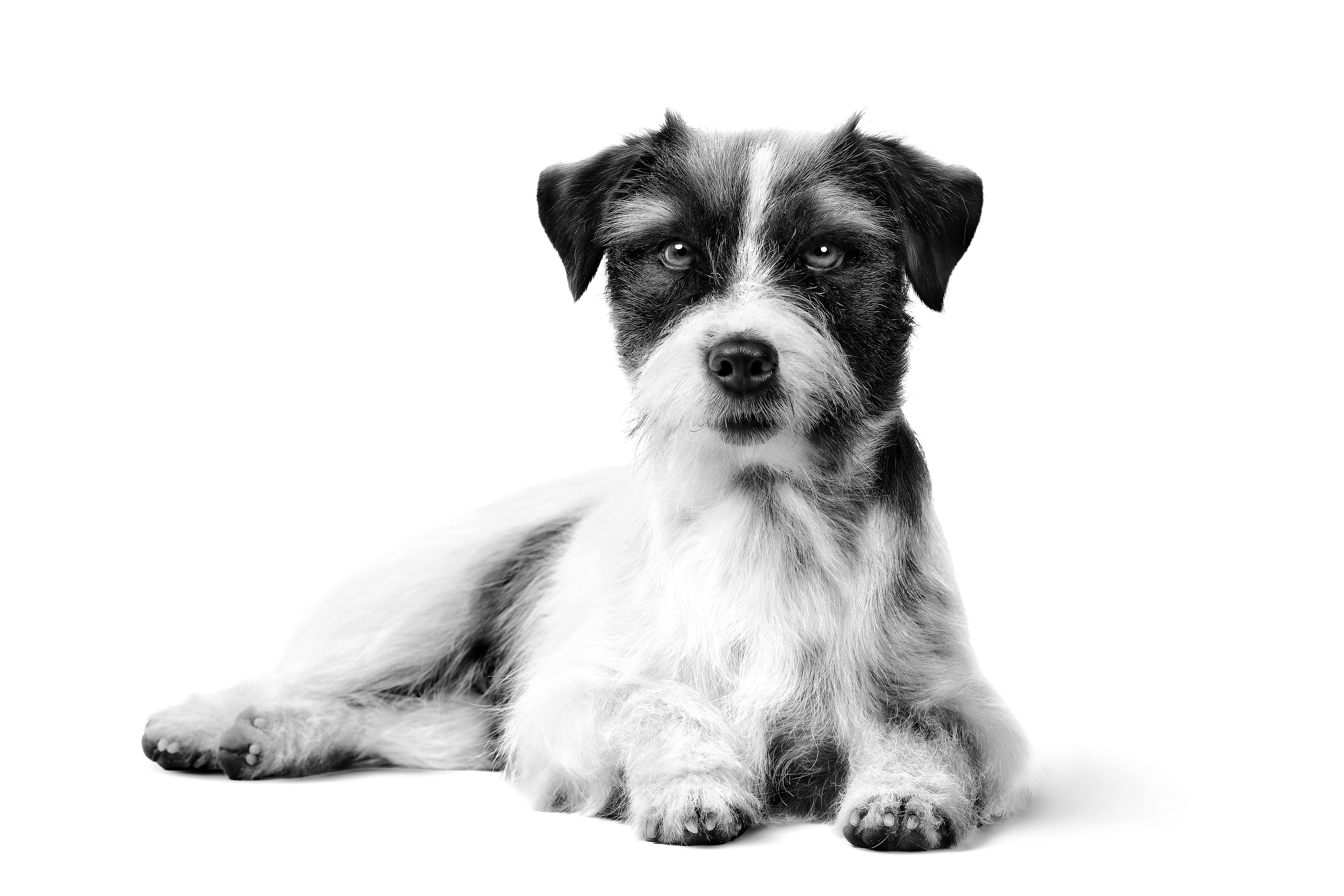 Pomeranian adult laying in black and white on a white background