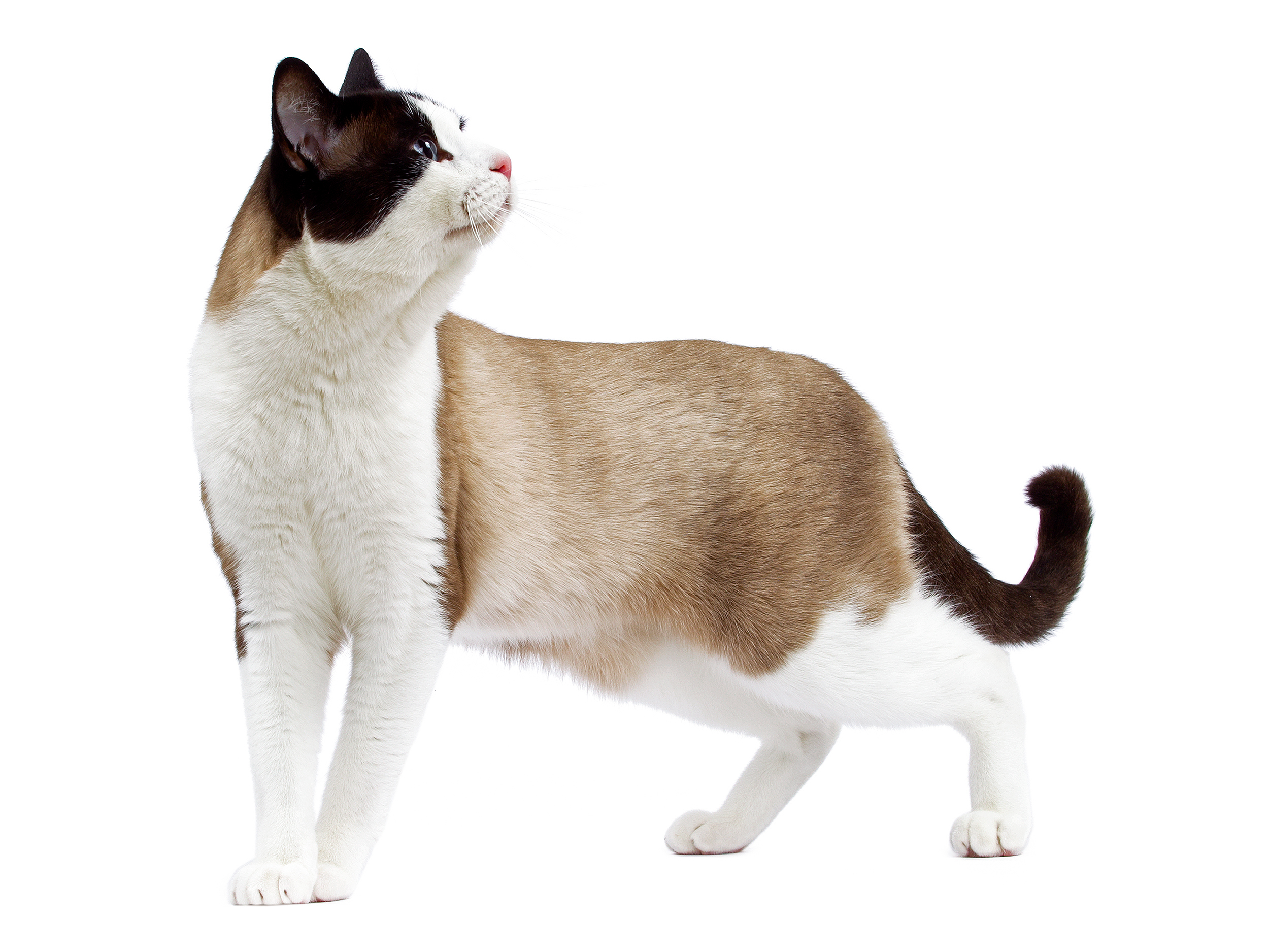 Should I choose a pure breed or mixed breed cat?