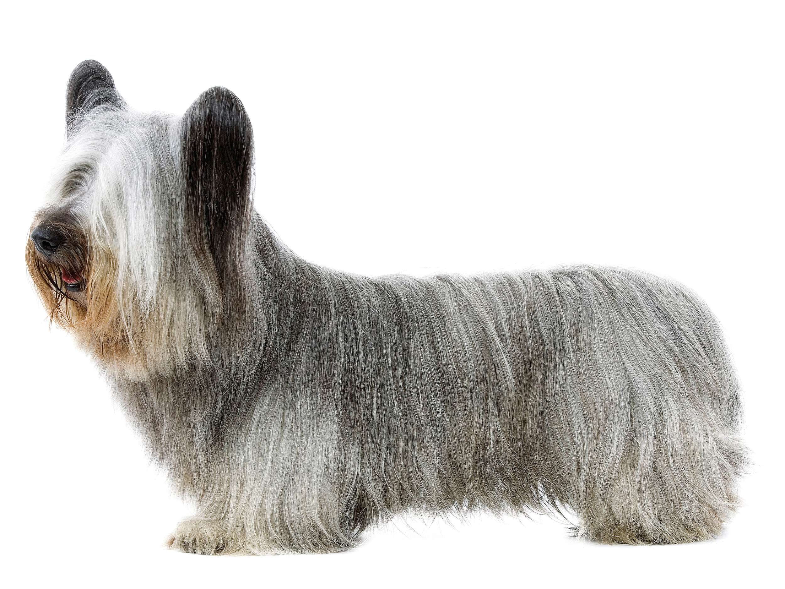 black and white Skye Terrier adult