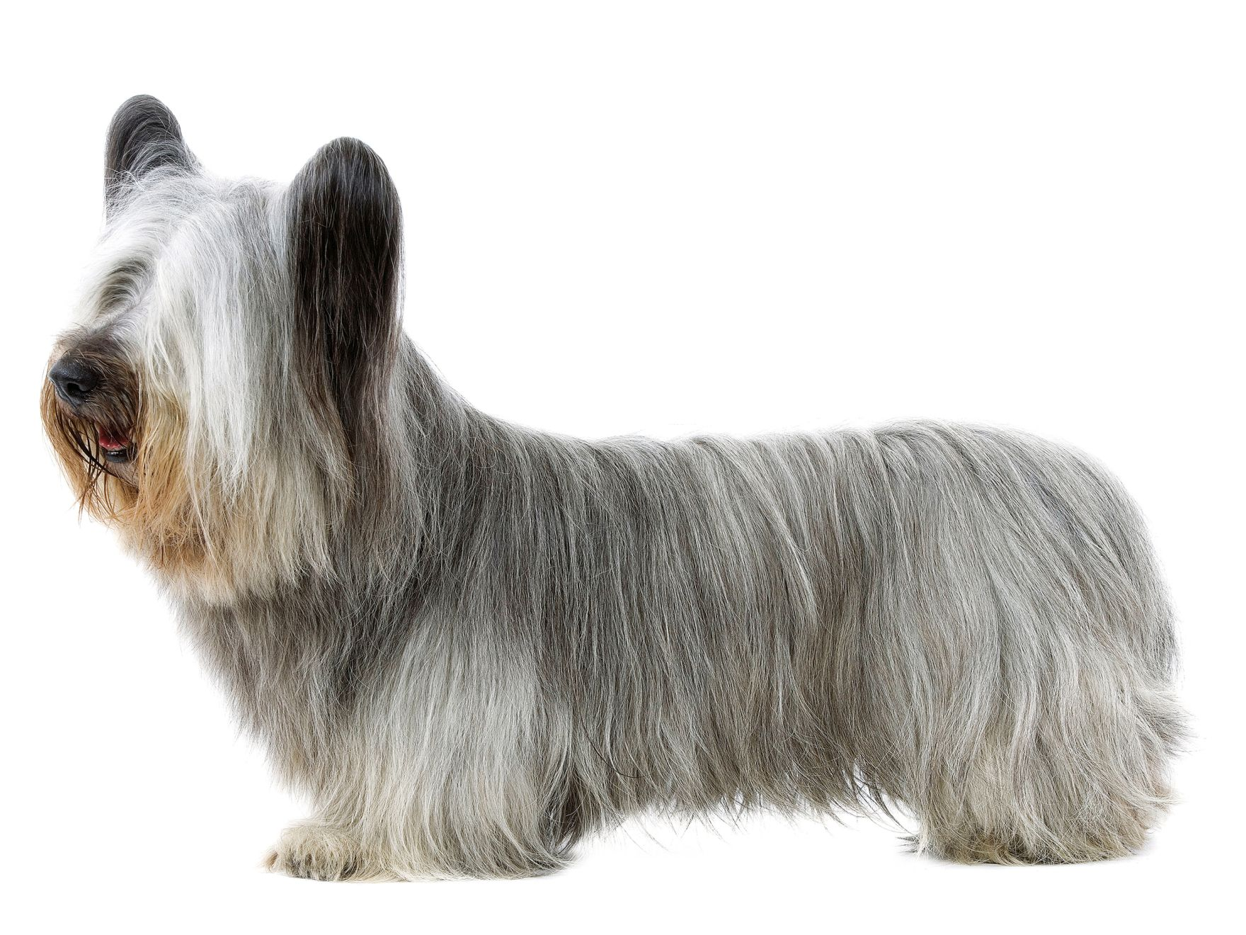 Skye Terrier adult standing