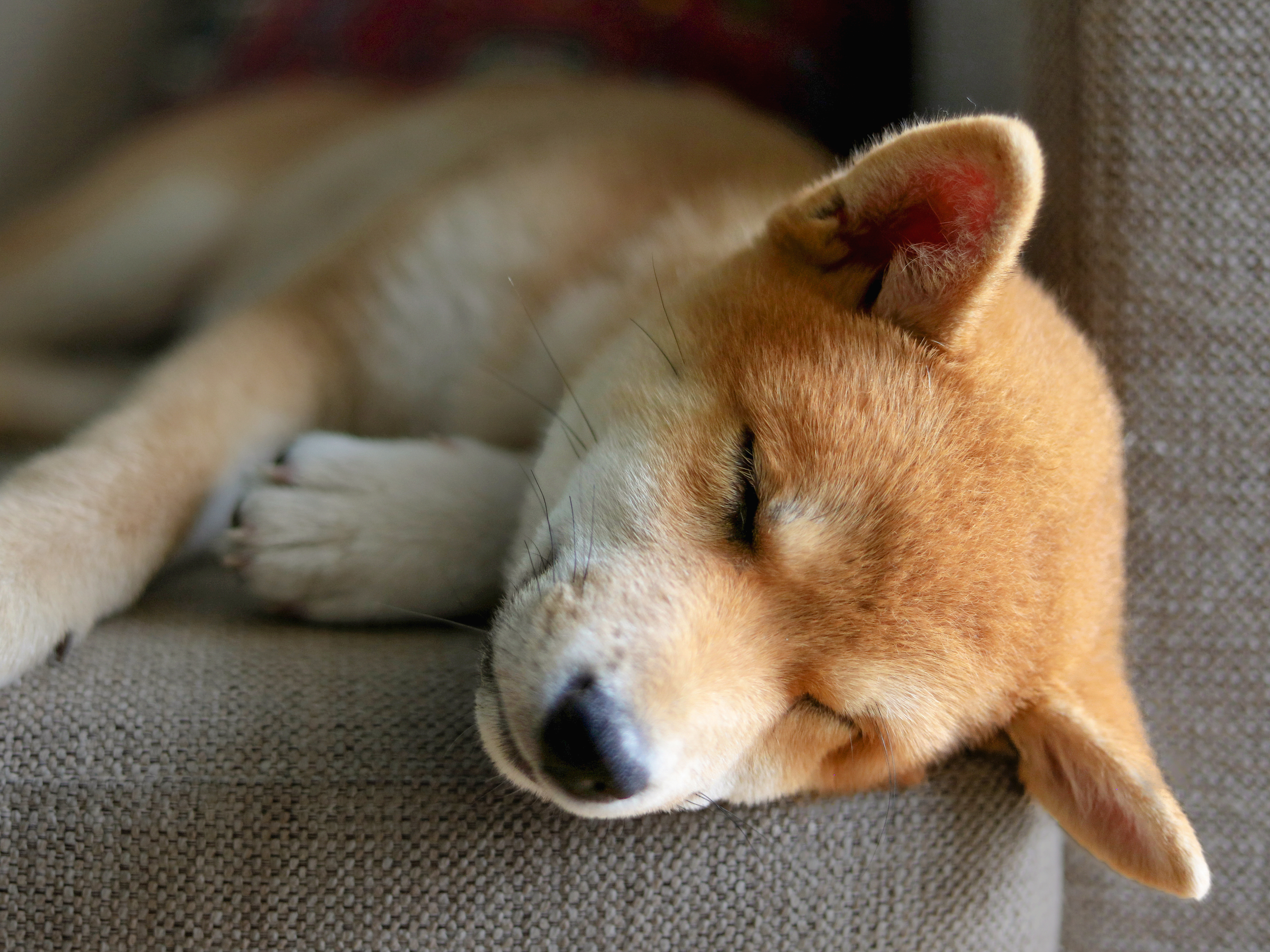 Shiba Inu puppy sleeping on a sofa