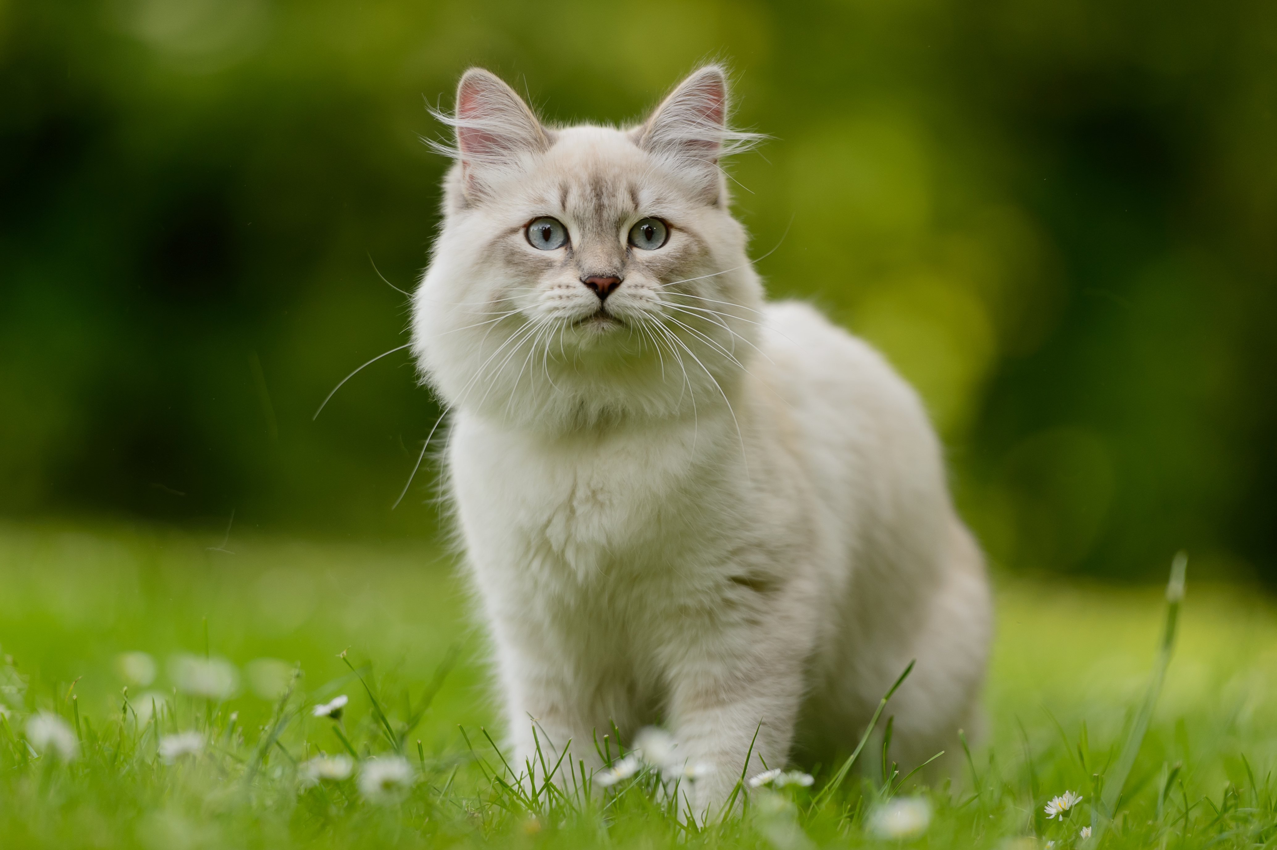 Что делать, если у кота или кошки обострился половой инстинкт? | Royal Canin