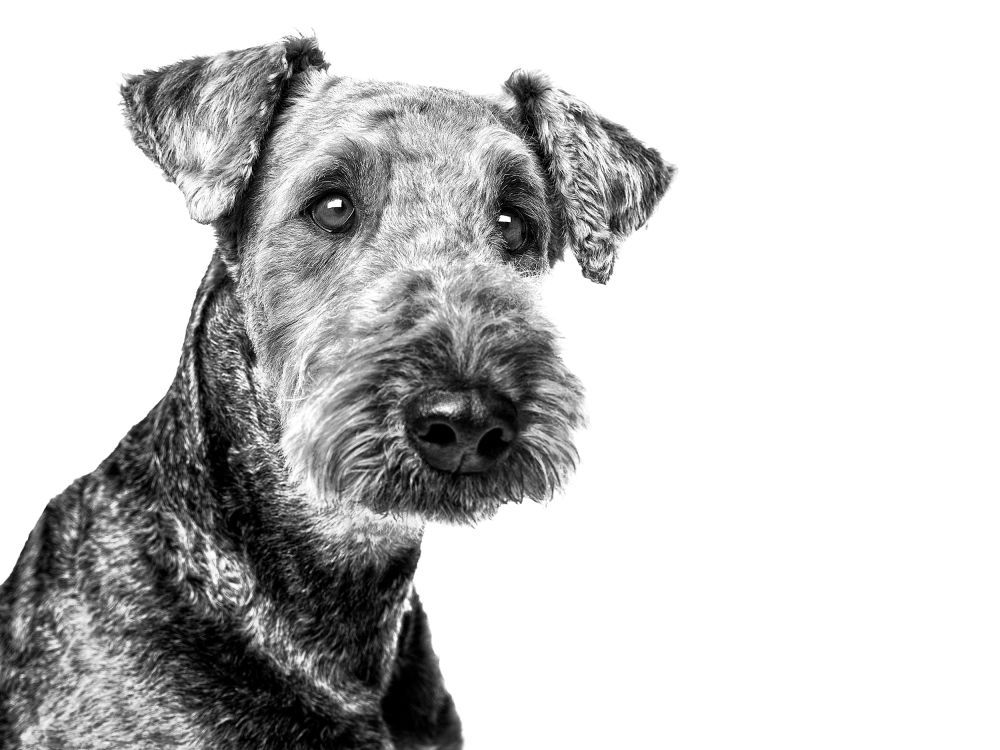 Retrato en blanco y negro de un Airedale Terrier