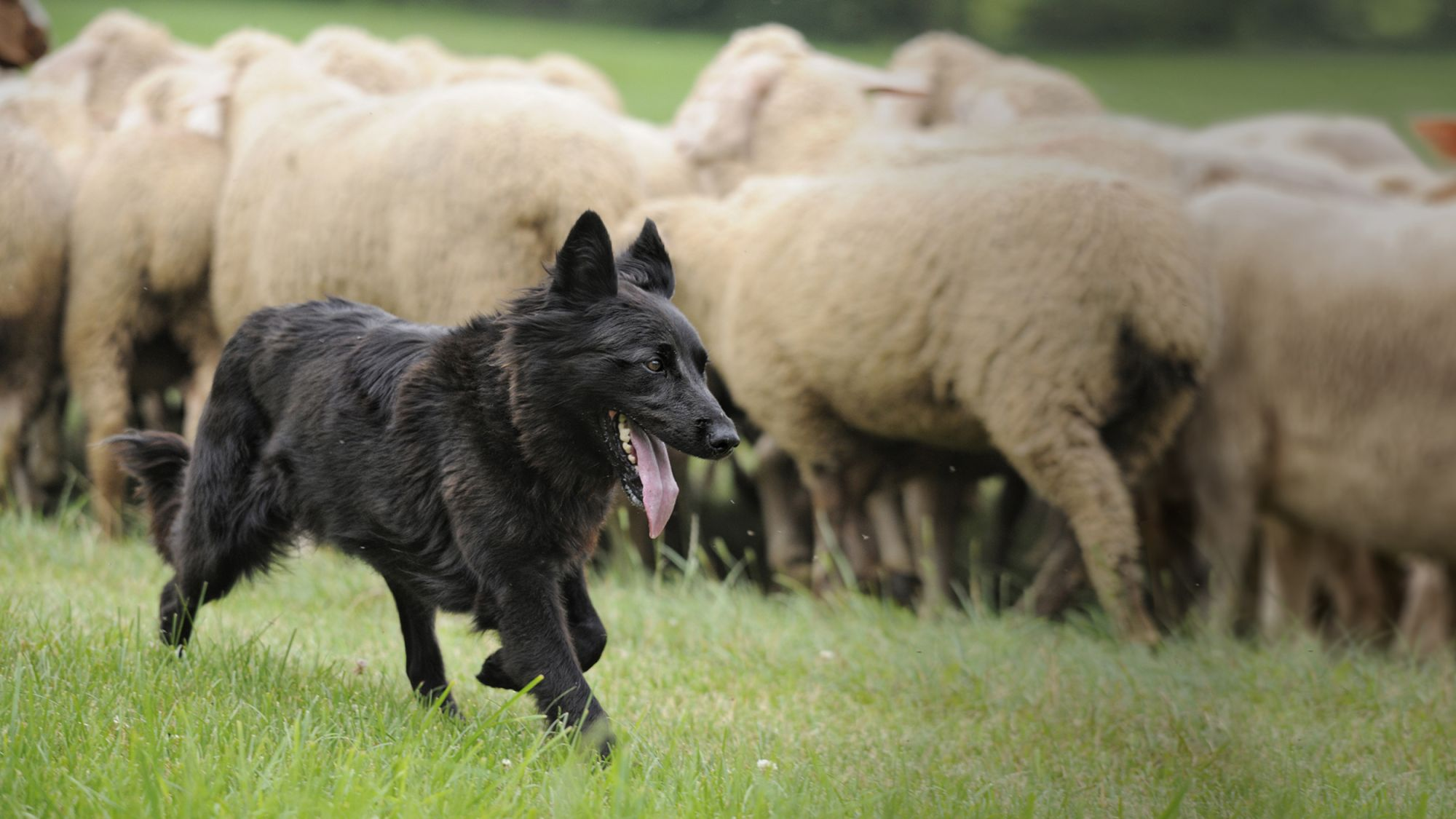 nutritional-needs-of-herding-dogs-eukanuba