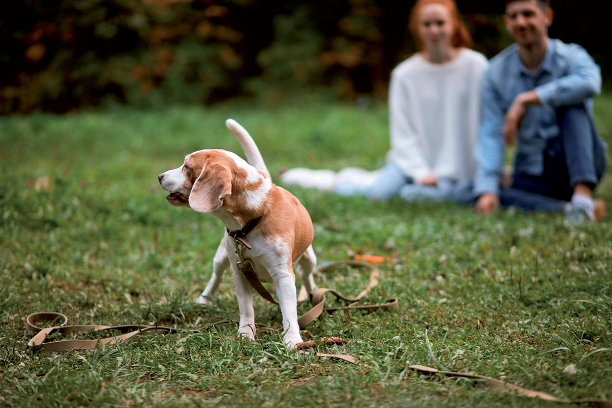 Le niveau d’activité réel lié à la promenade d’un chien est variable. S’asseoir dans un parc pendant que le chien batifole n’a rien à voir avec de la « marche ».