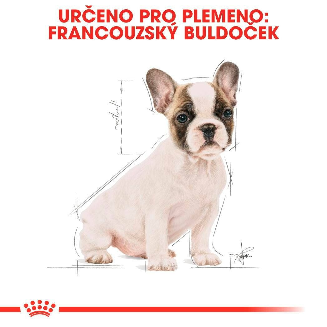 FRENCH BULLDOG Puppy