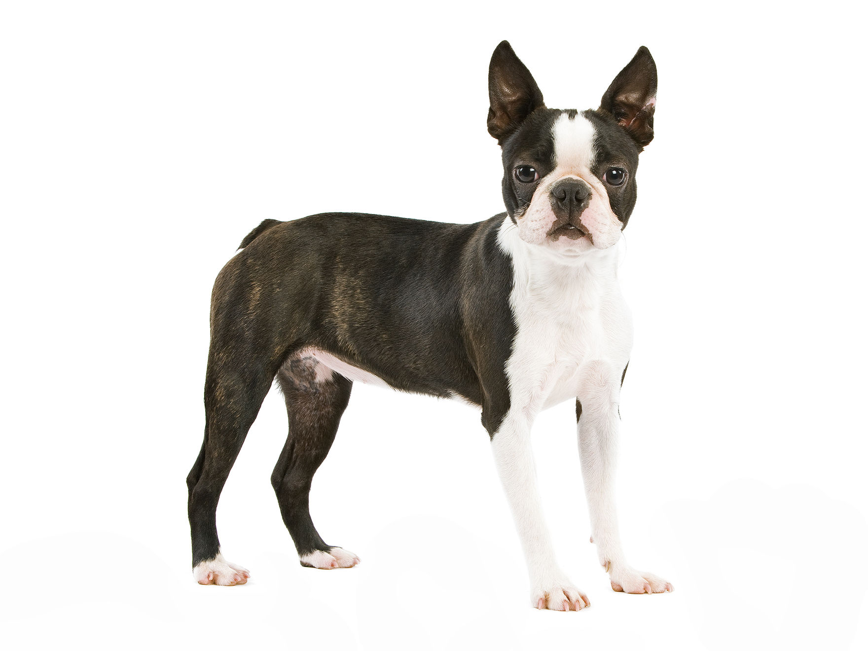 Boston Terrier adult in black and white