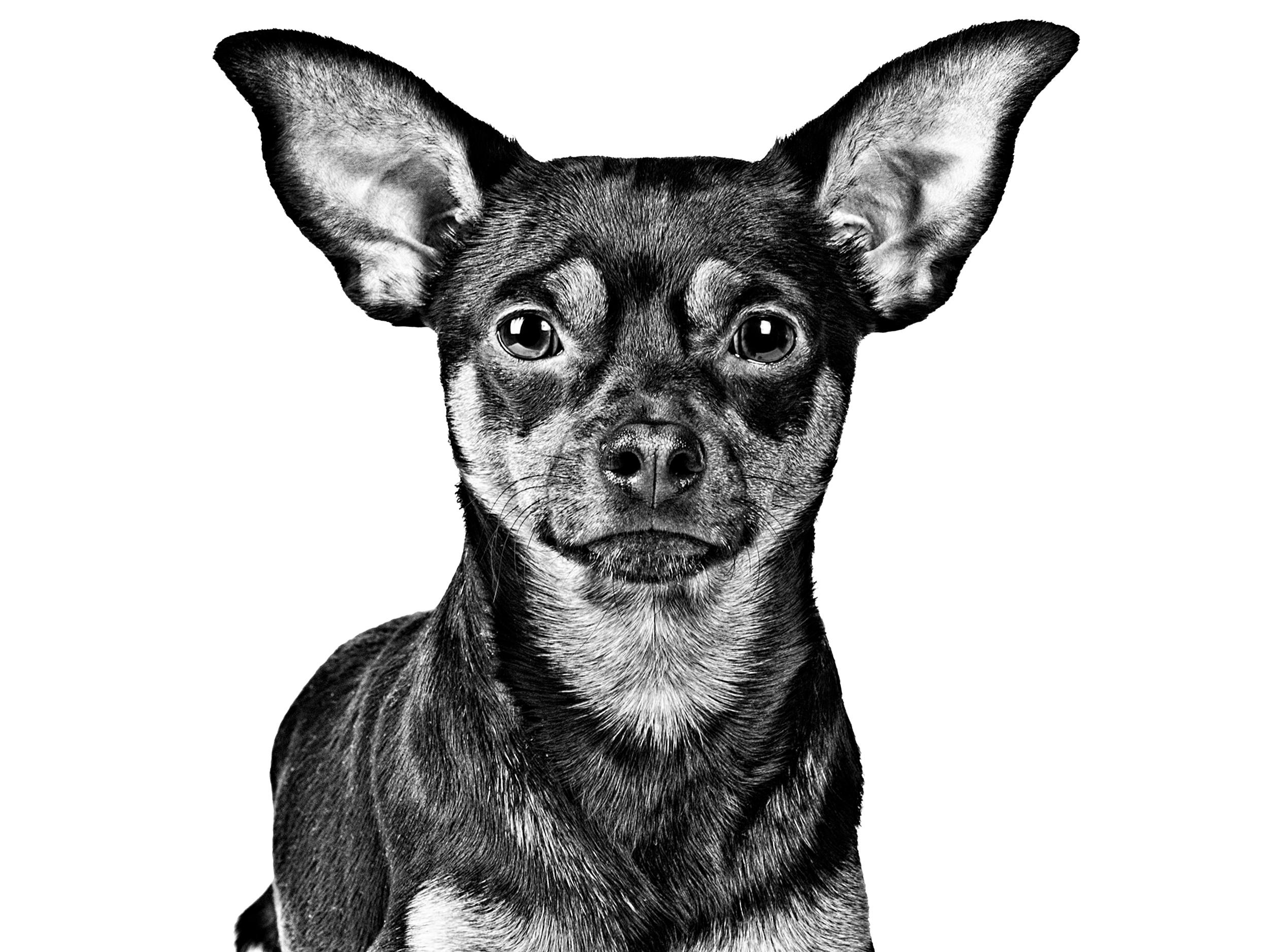 English Toy Terrier (Black & tan)