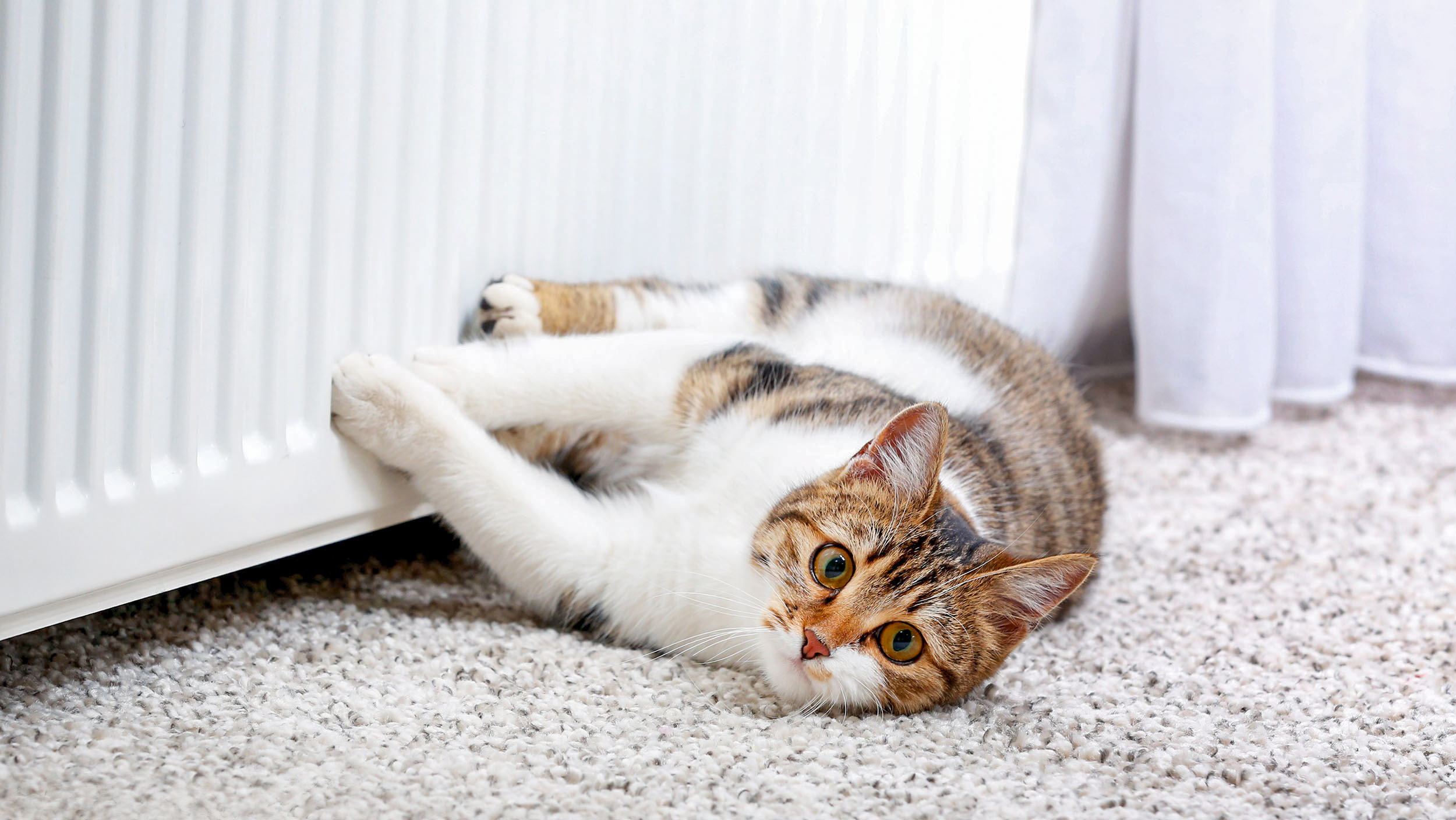 Ausgewachsene Katze liegt auf einem weißen Teppich mit den Füßen am Heizkörper.