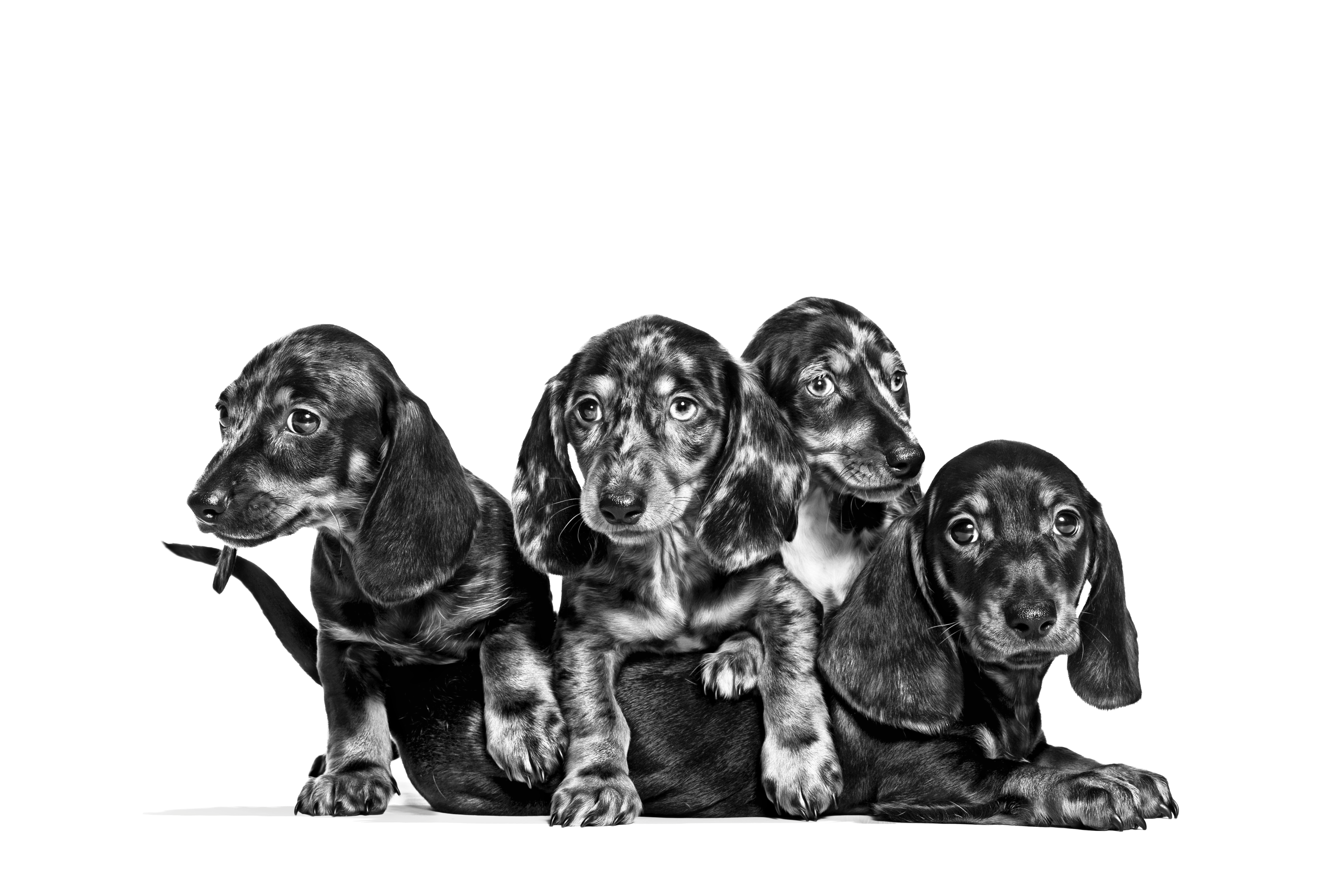 Dachshund mother and puppies in black and white on a white background
