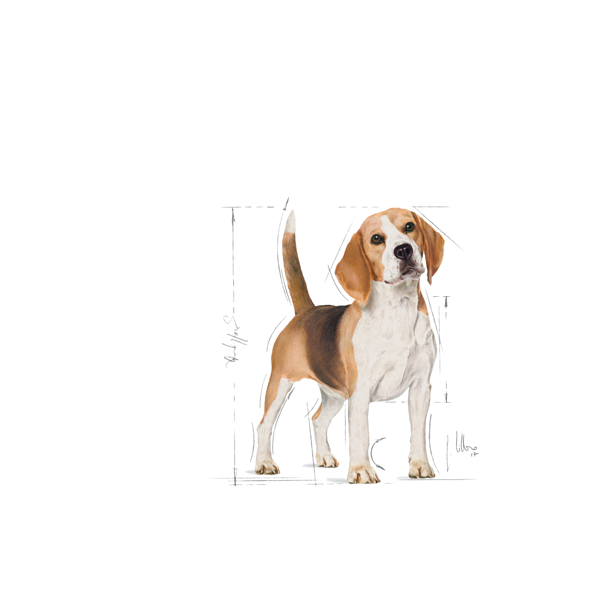 Royal canin beagle outlet 3kg