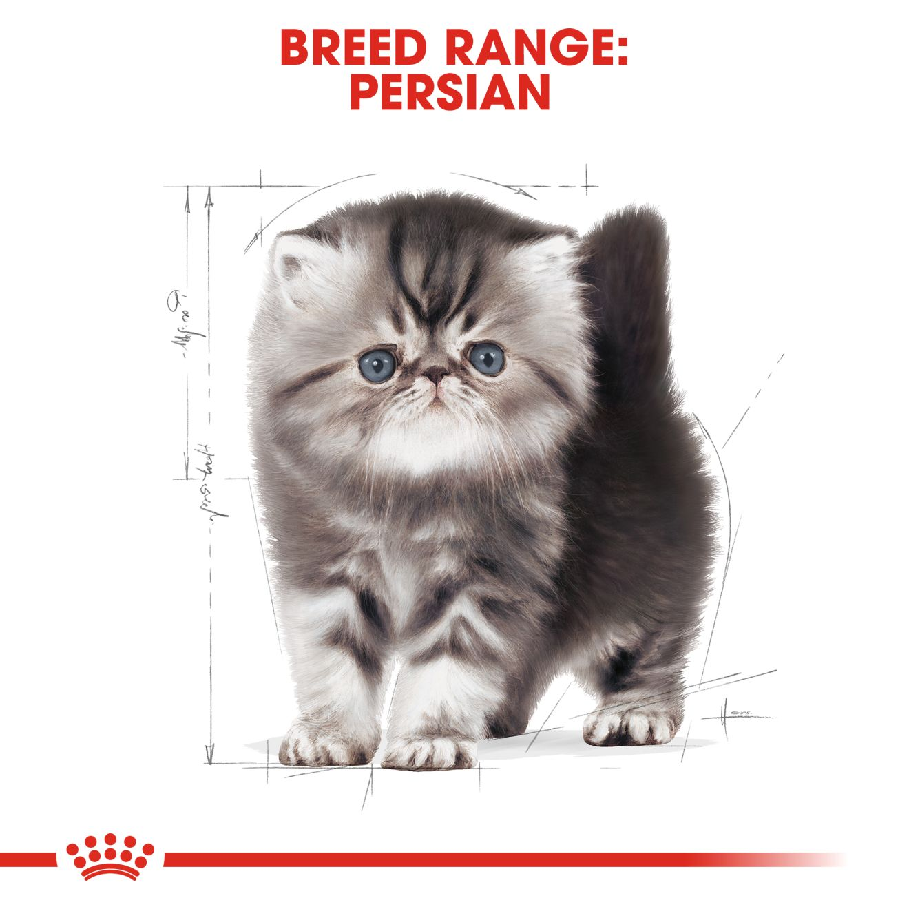 Persian Kitten Kering Royal Canin