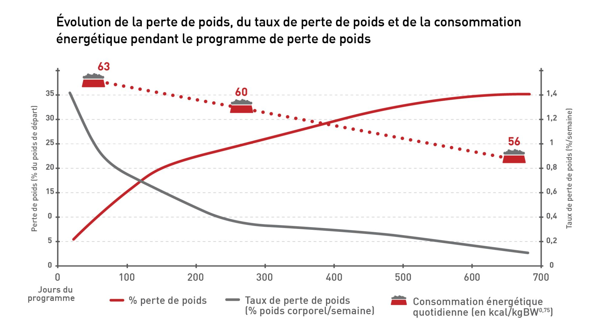 C’est au cours des 12 premières semaines environ que les chiens perdent le plus de poids 