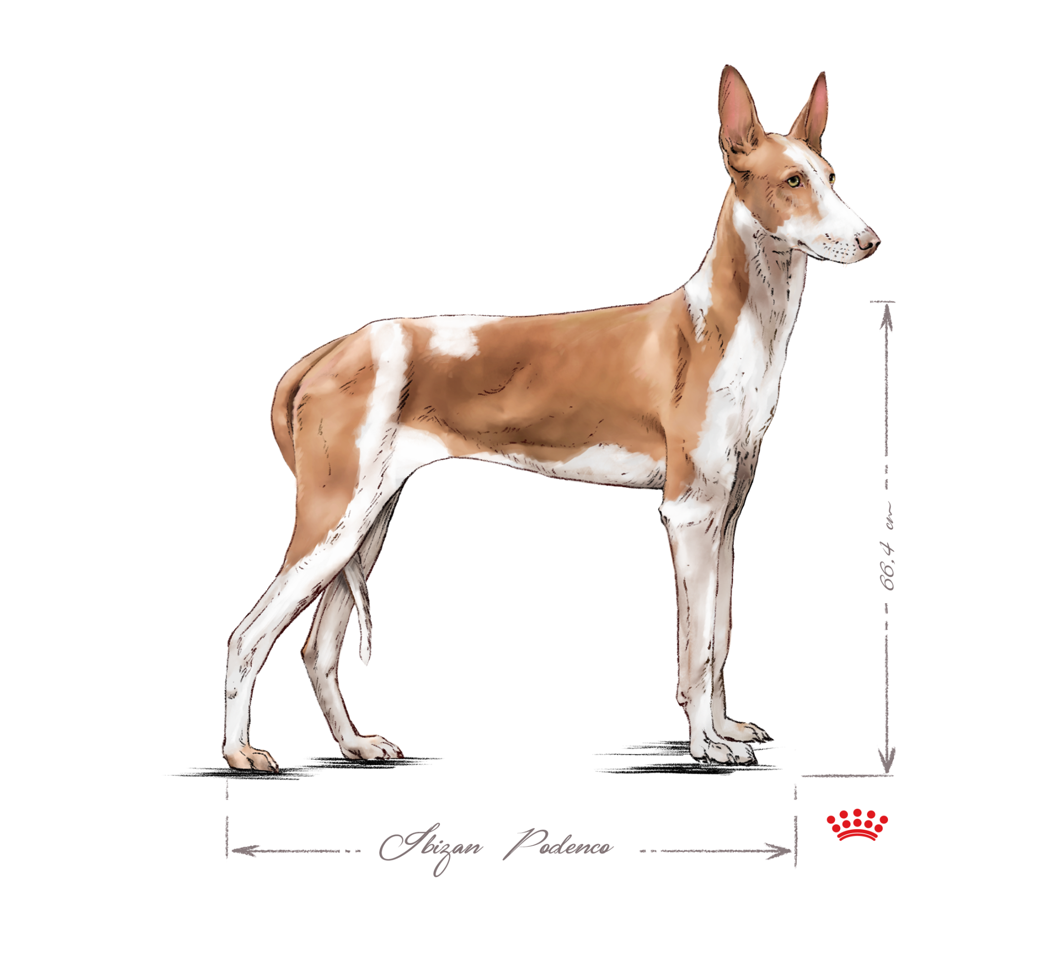 Podenco Ibicenco adulto in bianco e nero