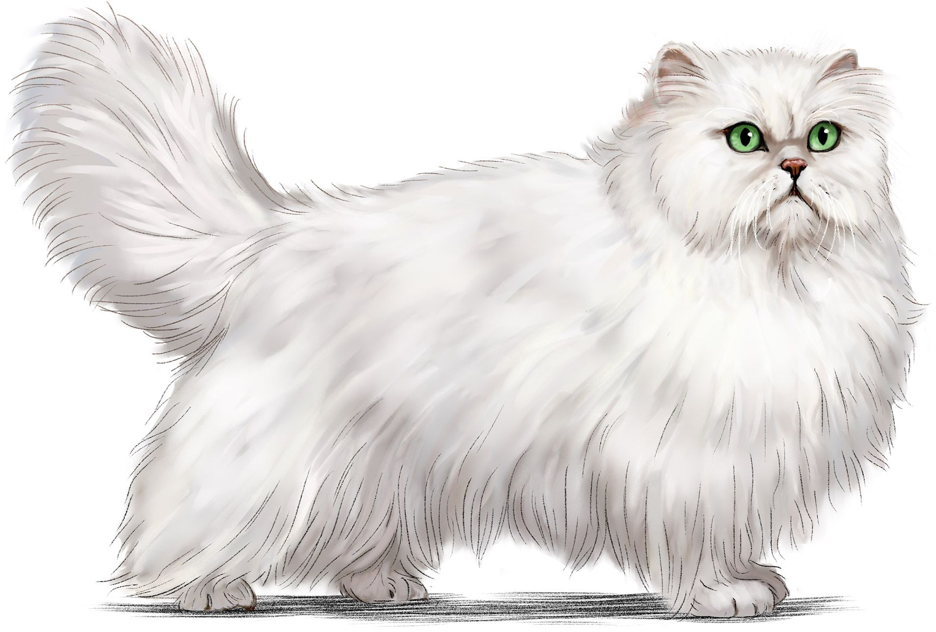 Illustration of standing Persian cat