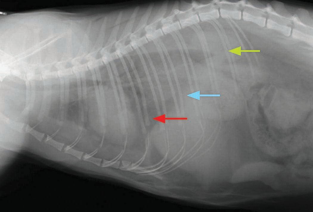 Right lateral radiograph of a cat showing disruption of the diaphragmatic silhouette 