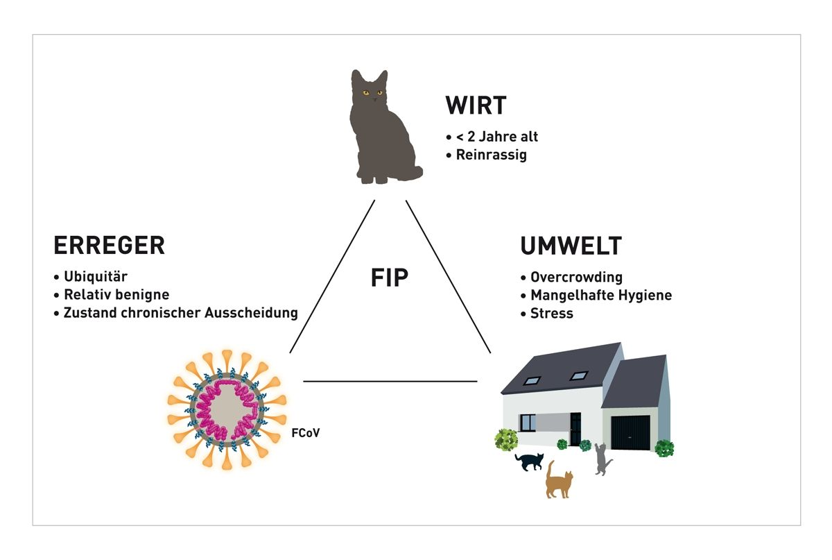 Abbildung 2. Das epidemiologische Dreieck der FIP; Wirts-, Erreger- und Umweltfaktoren tragen zur Entwicklung der Erkrankung bei.© Sandrine Fontègne