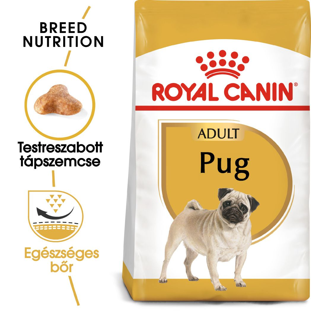 Pug Adult