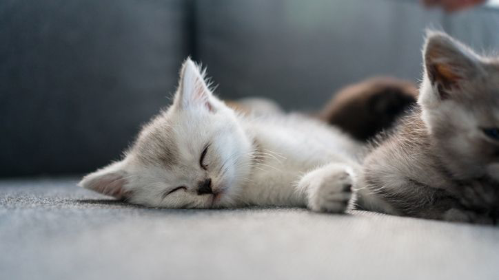 Британське короткошерсте кошеня спить