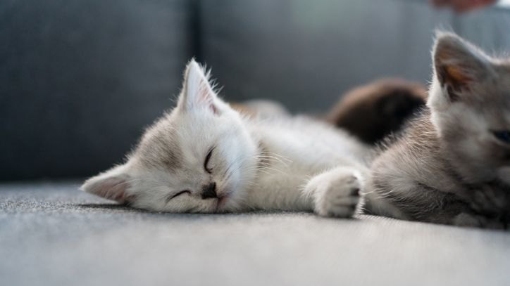 Gatito Brittish Shorthair durmiendo