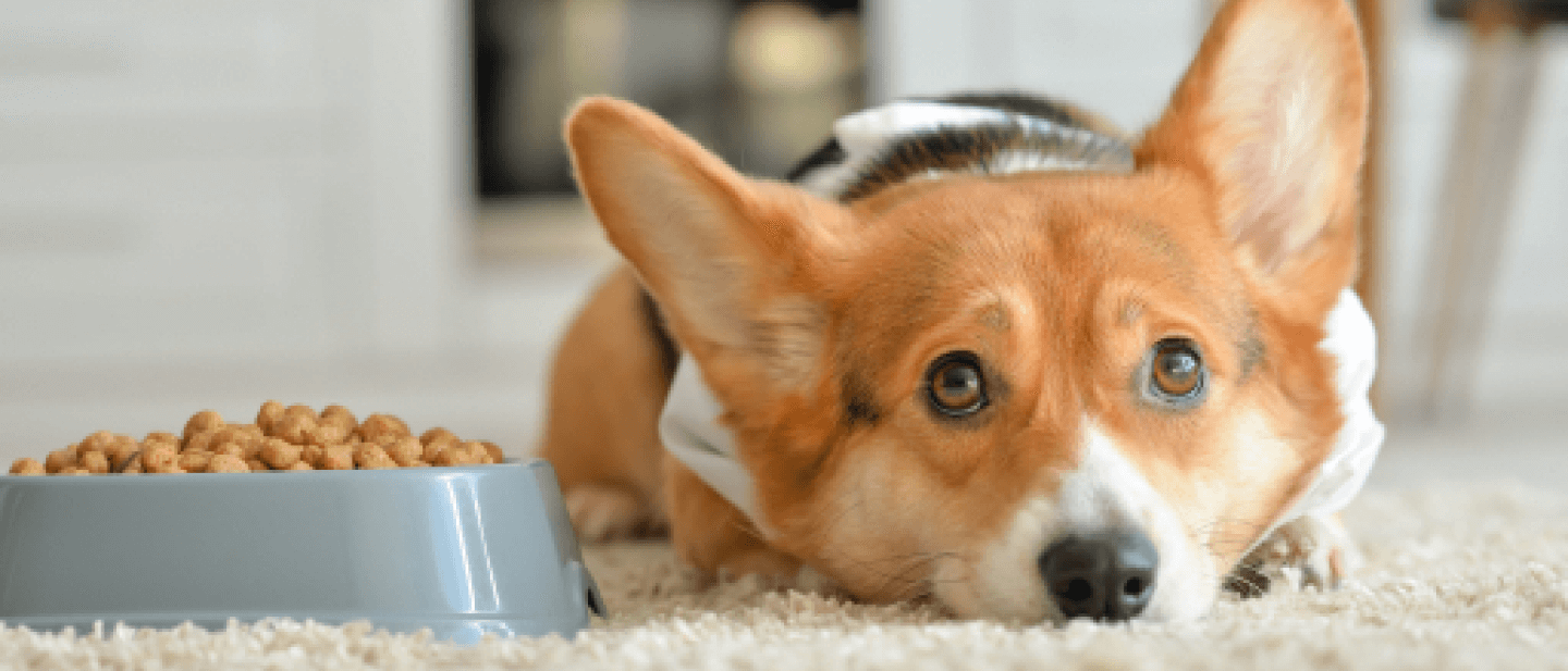 柯基犬趴在地上可憐巴巴的盯著，旁邊有一碗狗飼料