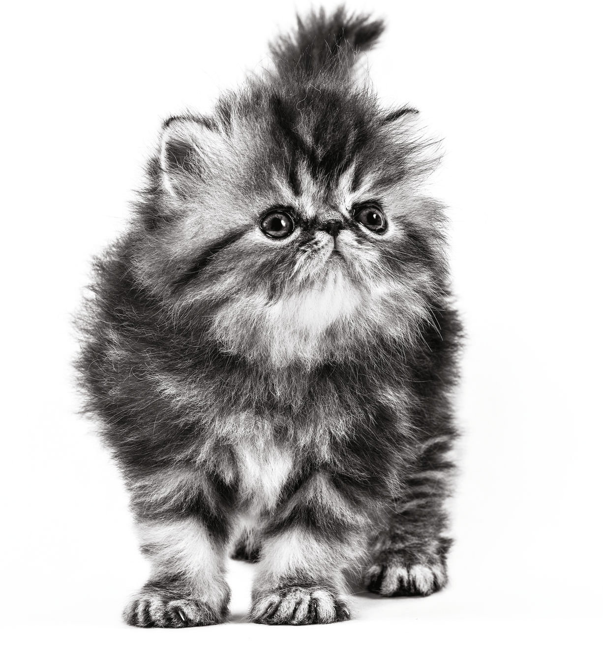 Persian kitten black and white image